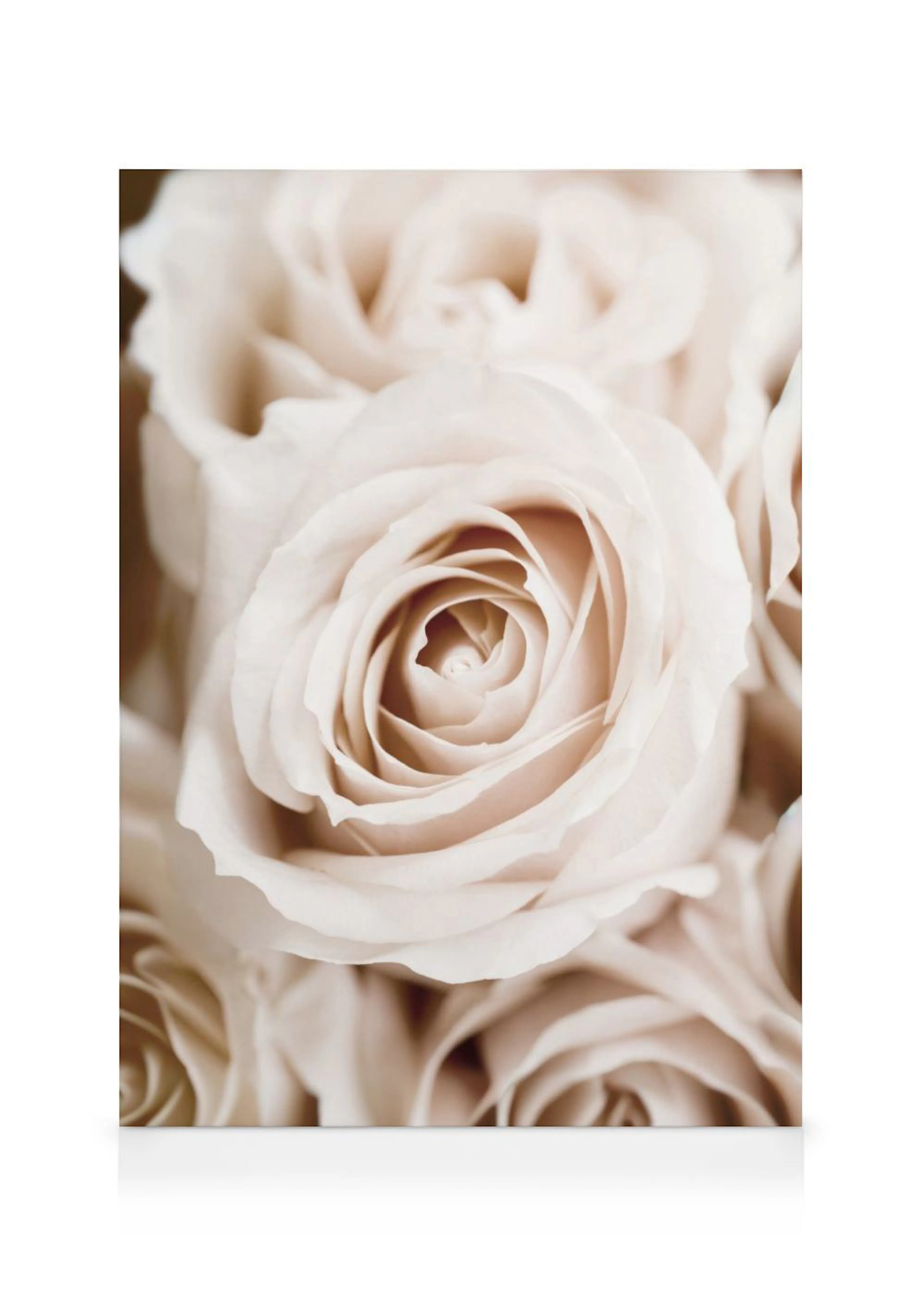 Stampa su tela che raffigura un primo piano di rose chiare, quasi bianche, con petali delicati e un centro sfumato.