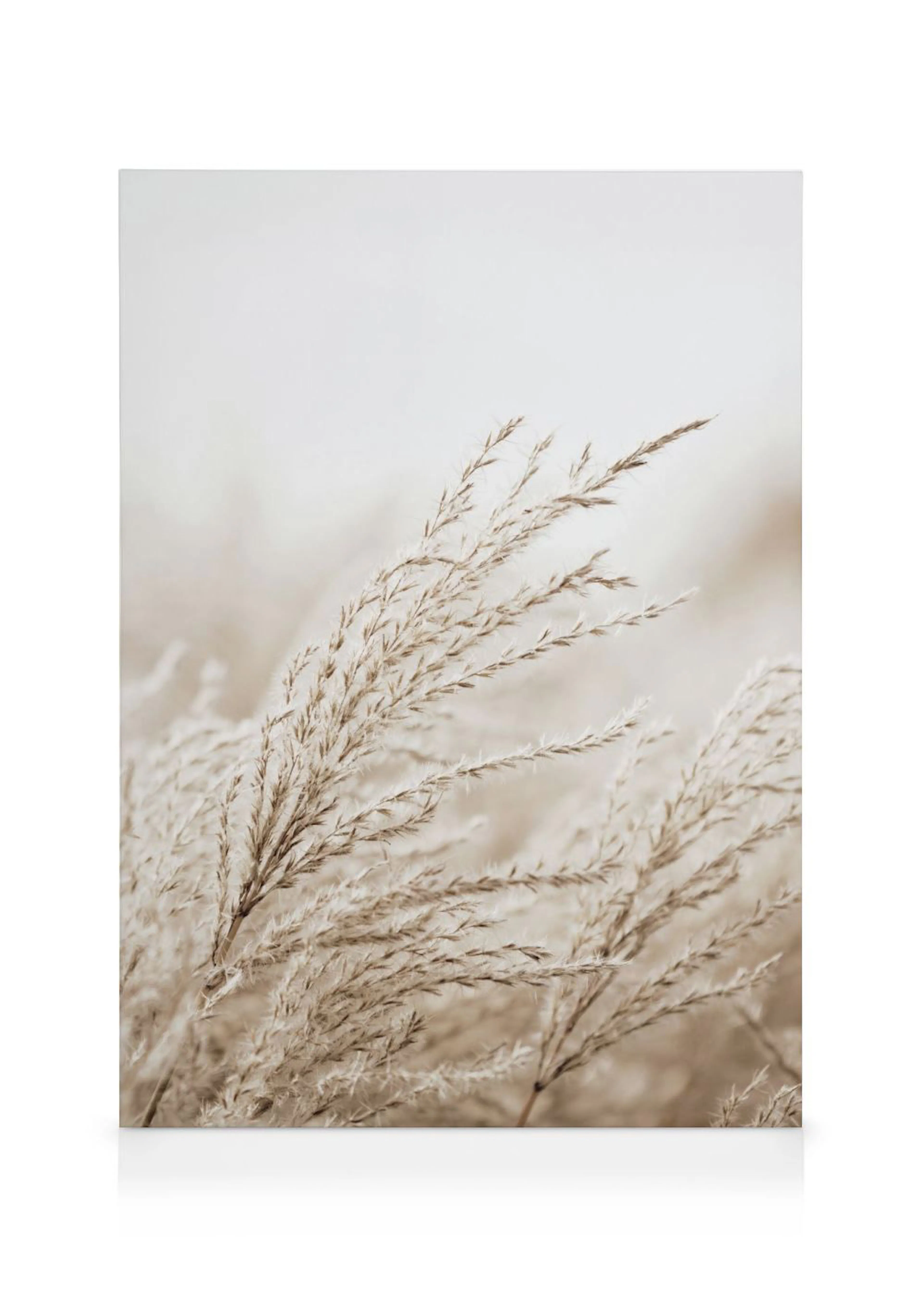 A neutral-toned canvas of dried grass or reeds with feathery plumes, creating a soft, natural aesthetic.