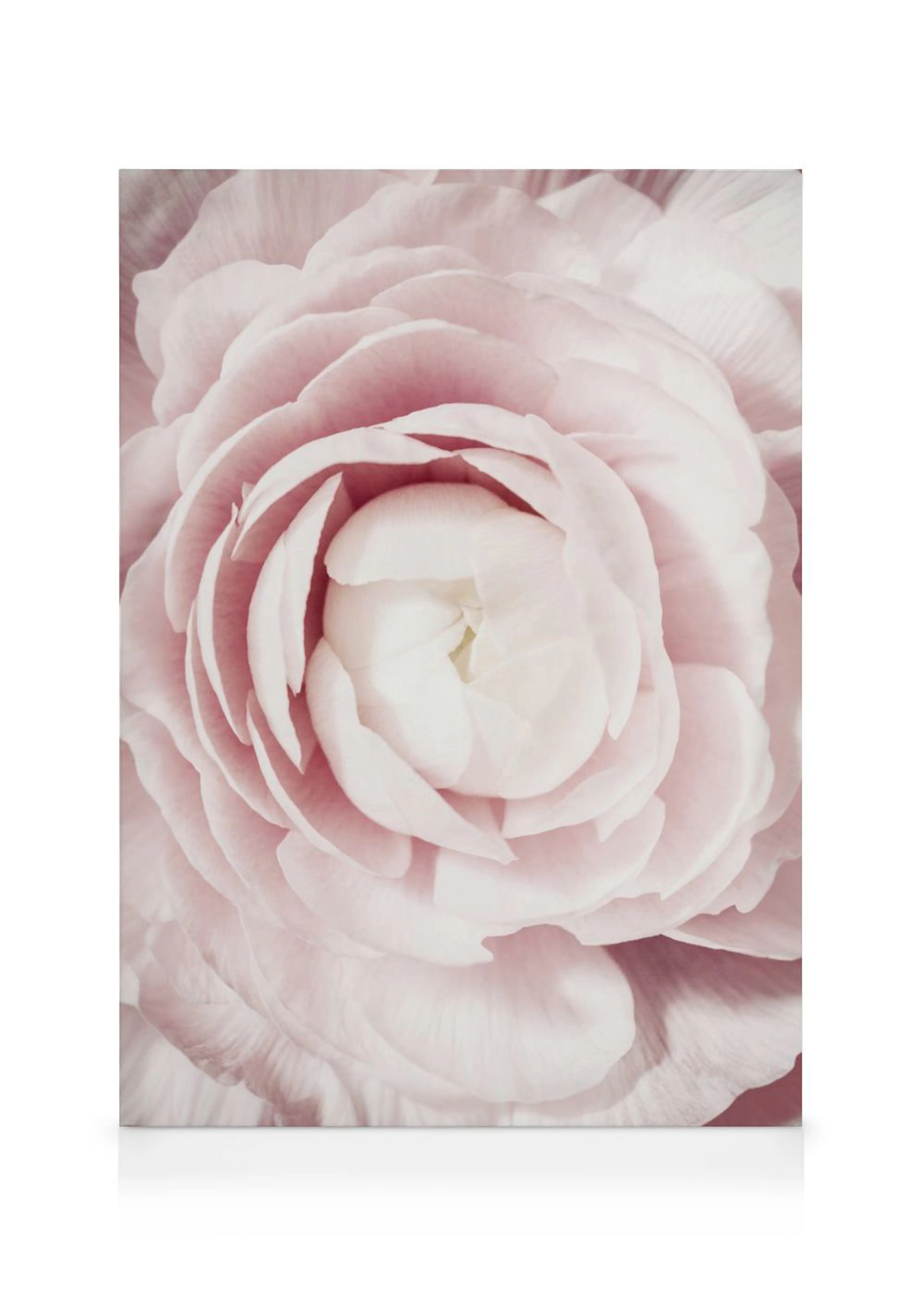 Ein Leinwandbild mit einer Nahaufnahme einer rosa Ranunkelblüte, deren zarte Blütenblätter sich spiralförmig entfalten.