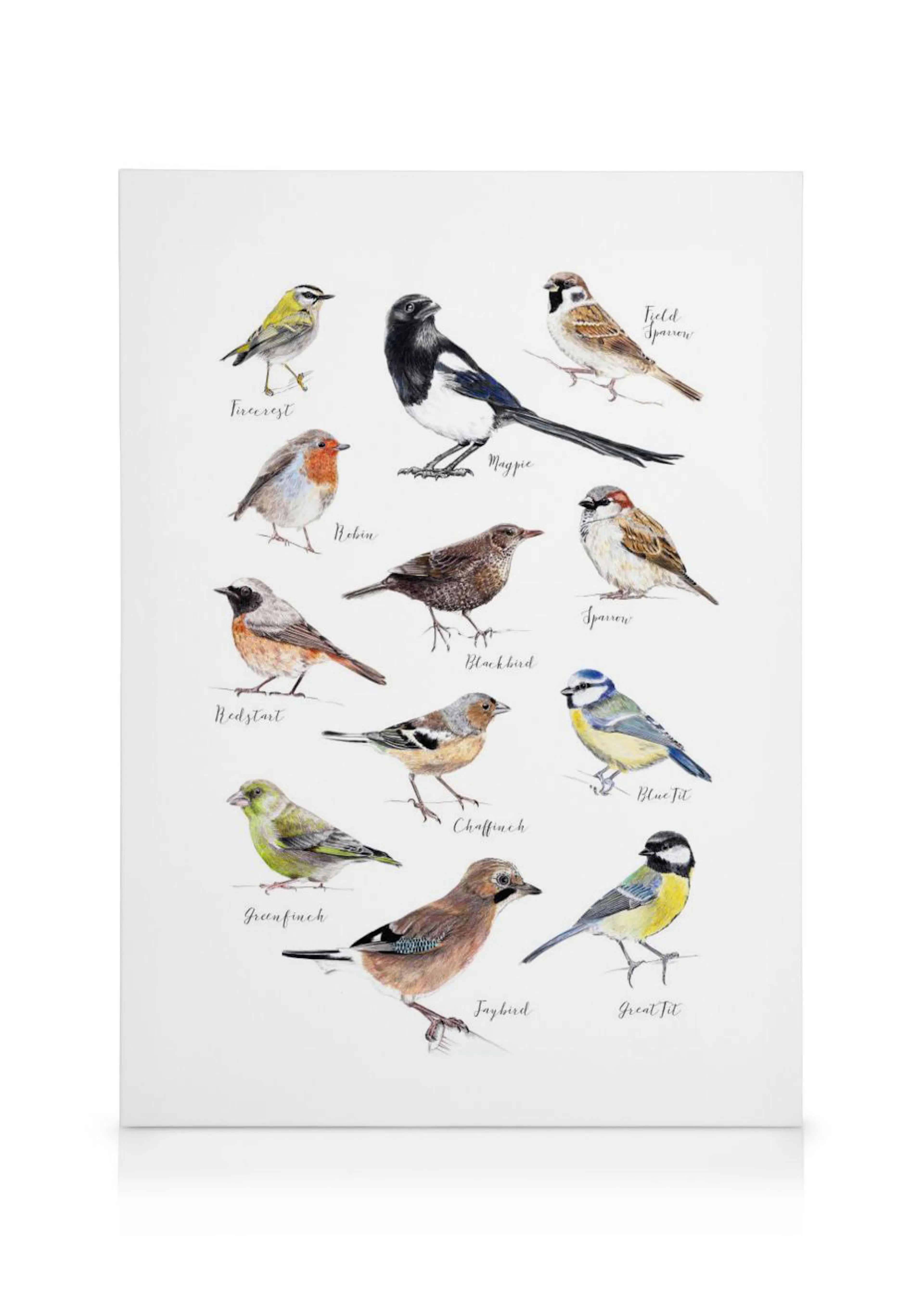 A canvas displaying a collection of various bird illustrations, including a magpie, robin, and several sparrows, on a white back