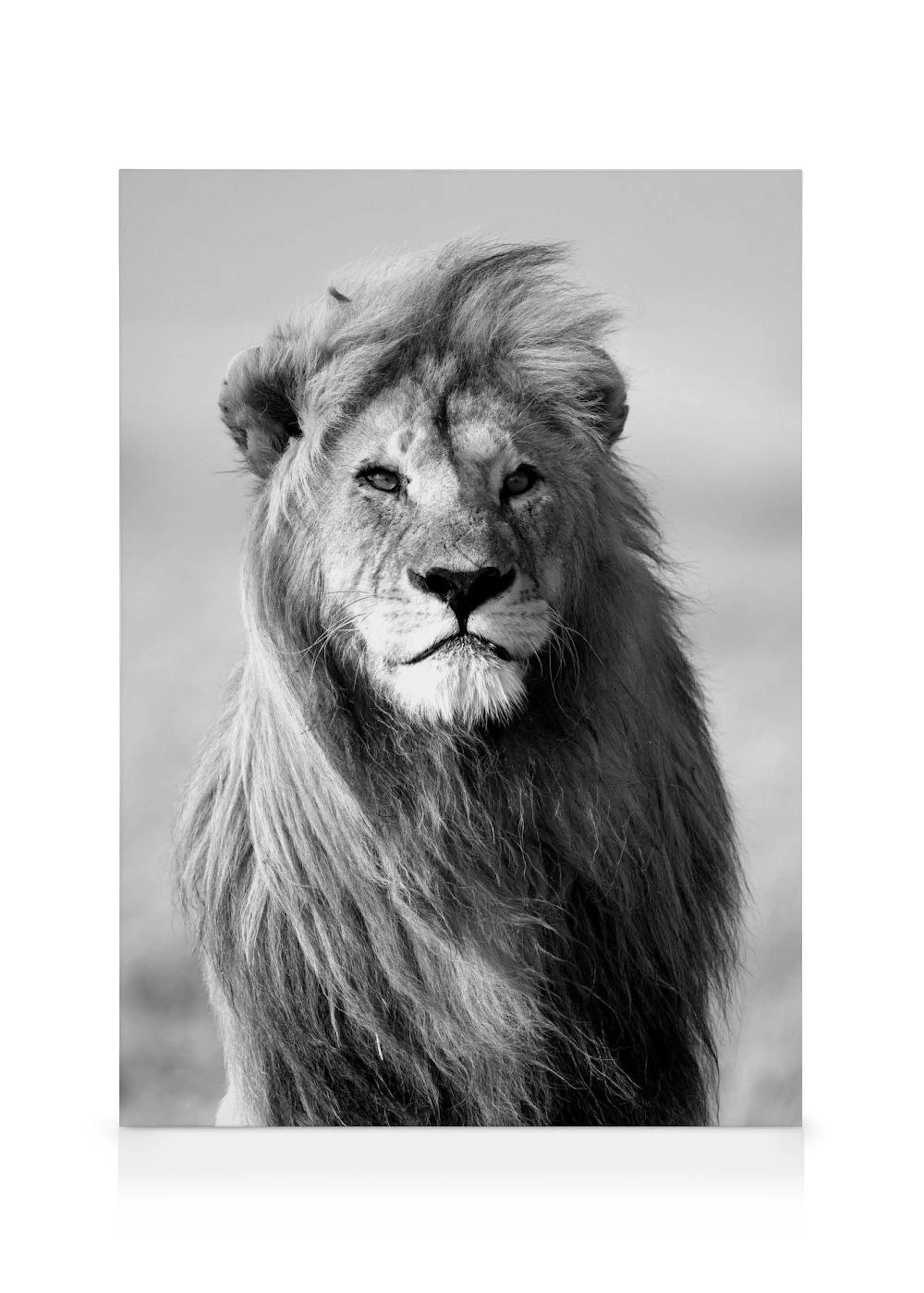Toile en noir et blanc dun lion majestueux avec une crinière impressionnante, regardant de face.