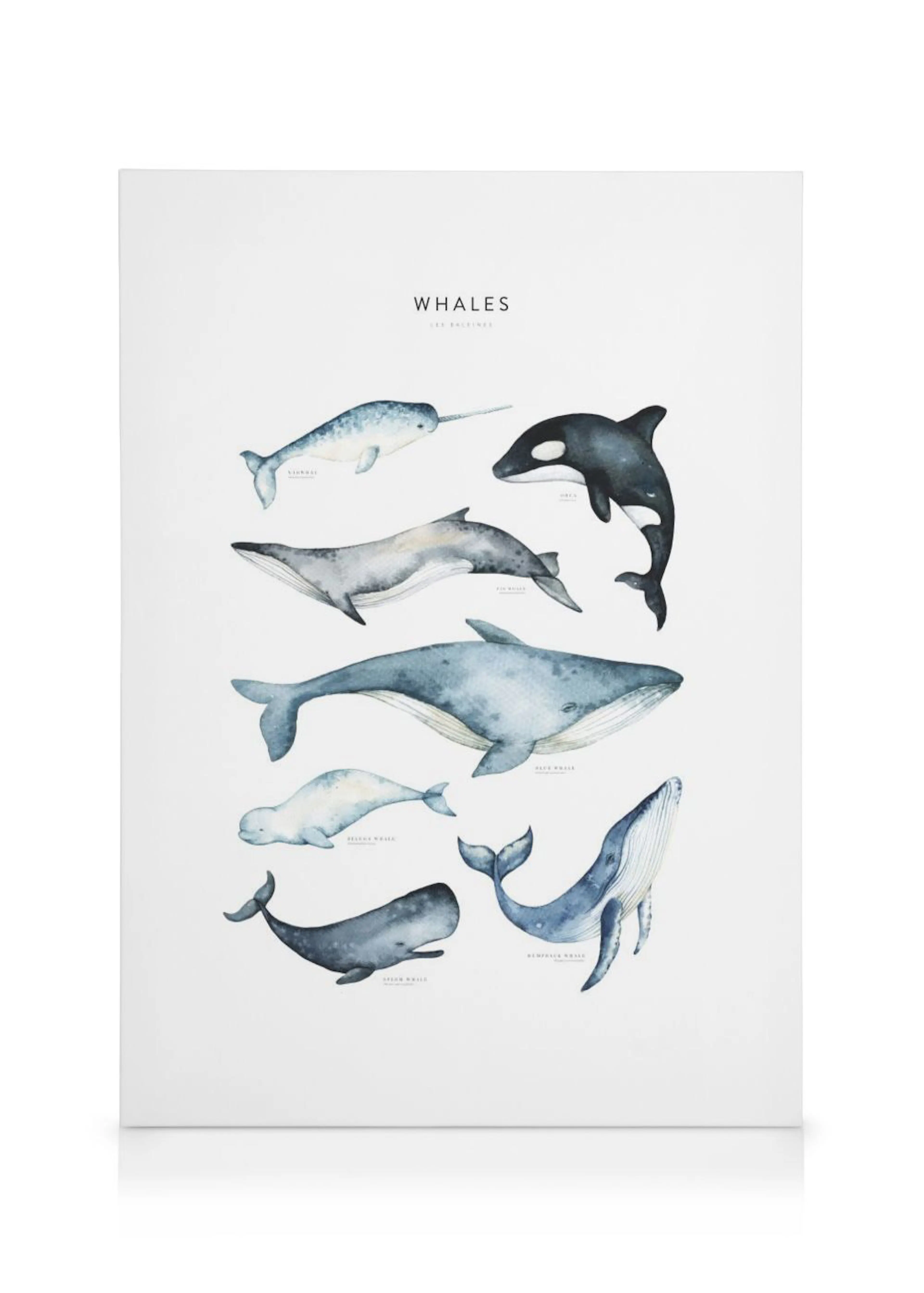 Toile murale blanche avec des illustrations aquarelles de différentes espèces de baleines et de cétacés bleus.