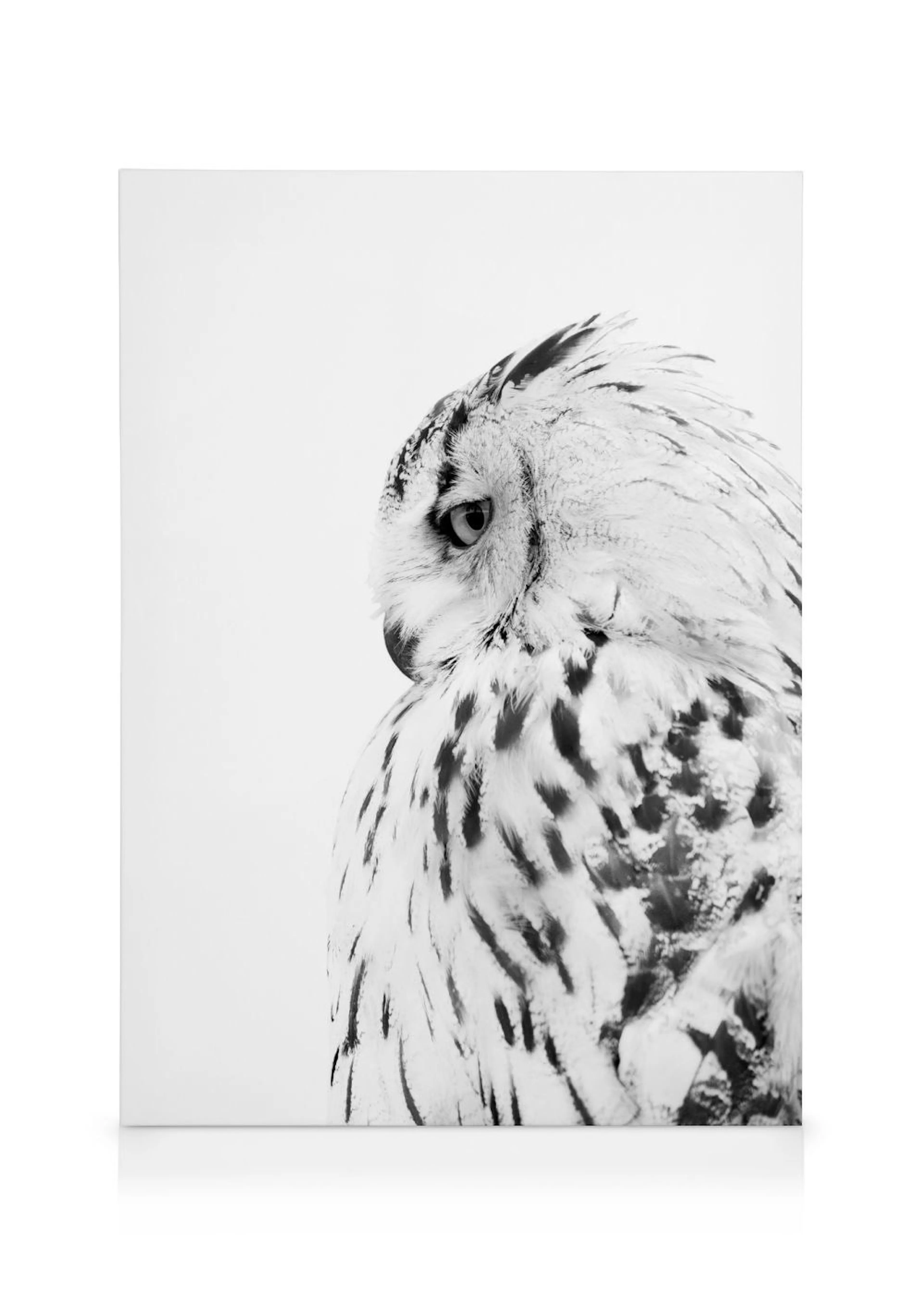 Toile noir et blanc dun hibou harfang des neiges, regardant par-dessus son épaule.