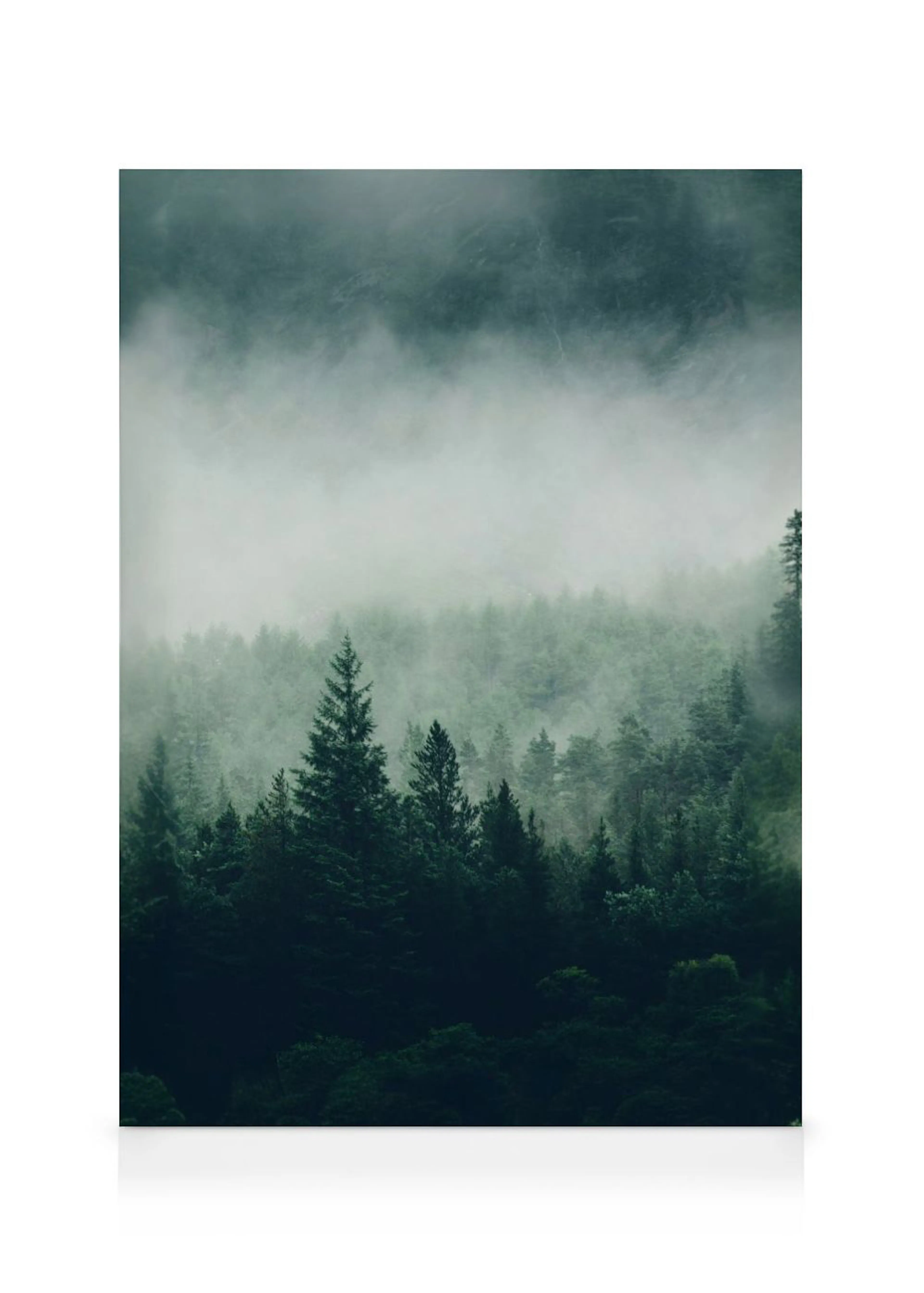 A canvas showing a dense forest of dark green pine trees partially obscured by a thick layer of white fog and mist.