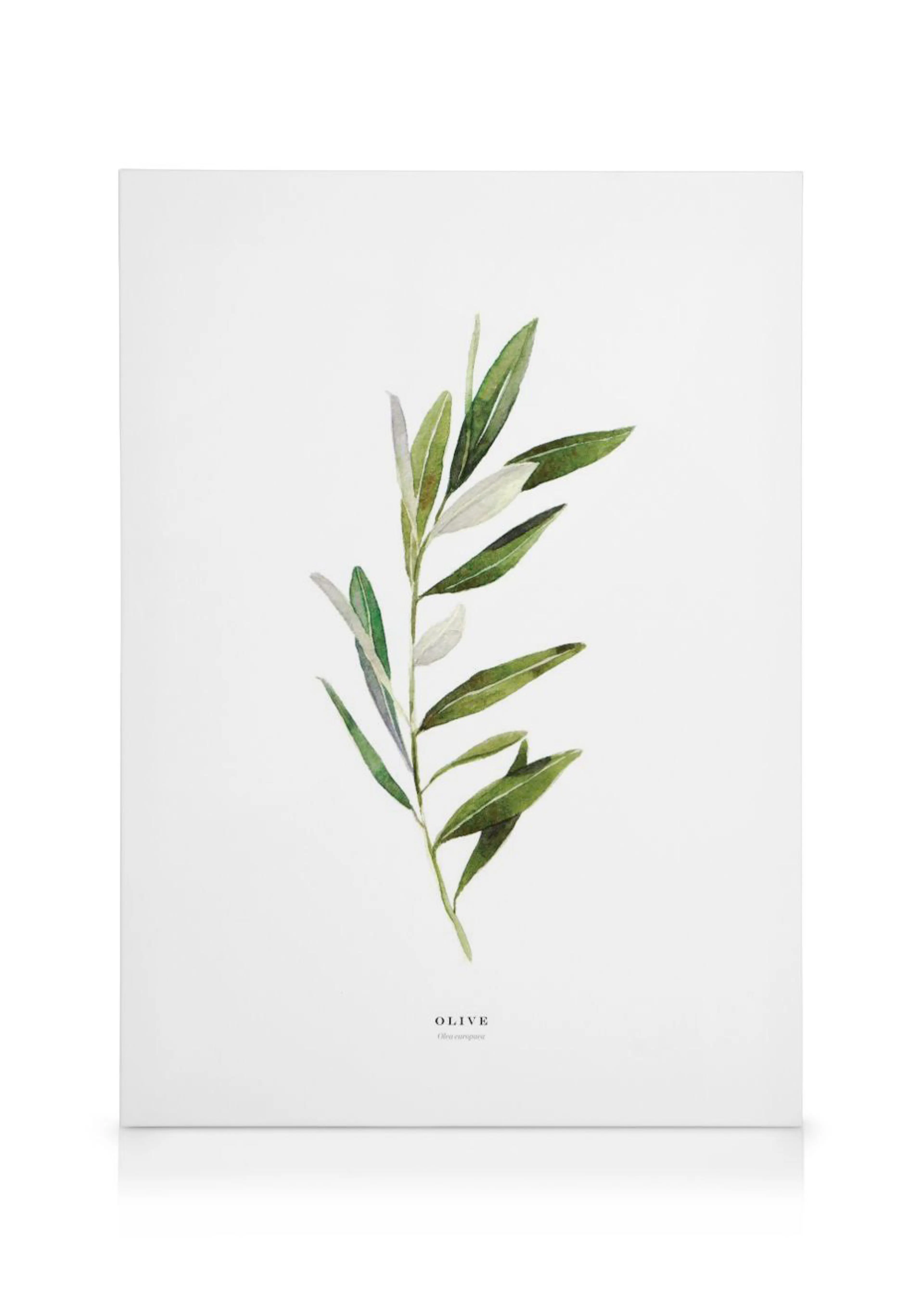 Canvas met een aquarelillustratie van een olijftak met groene en lichtgrijze bladeren op een witte achtergrond.