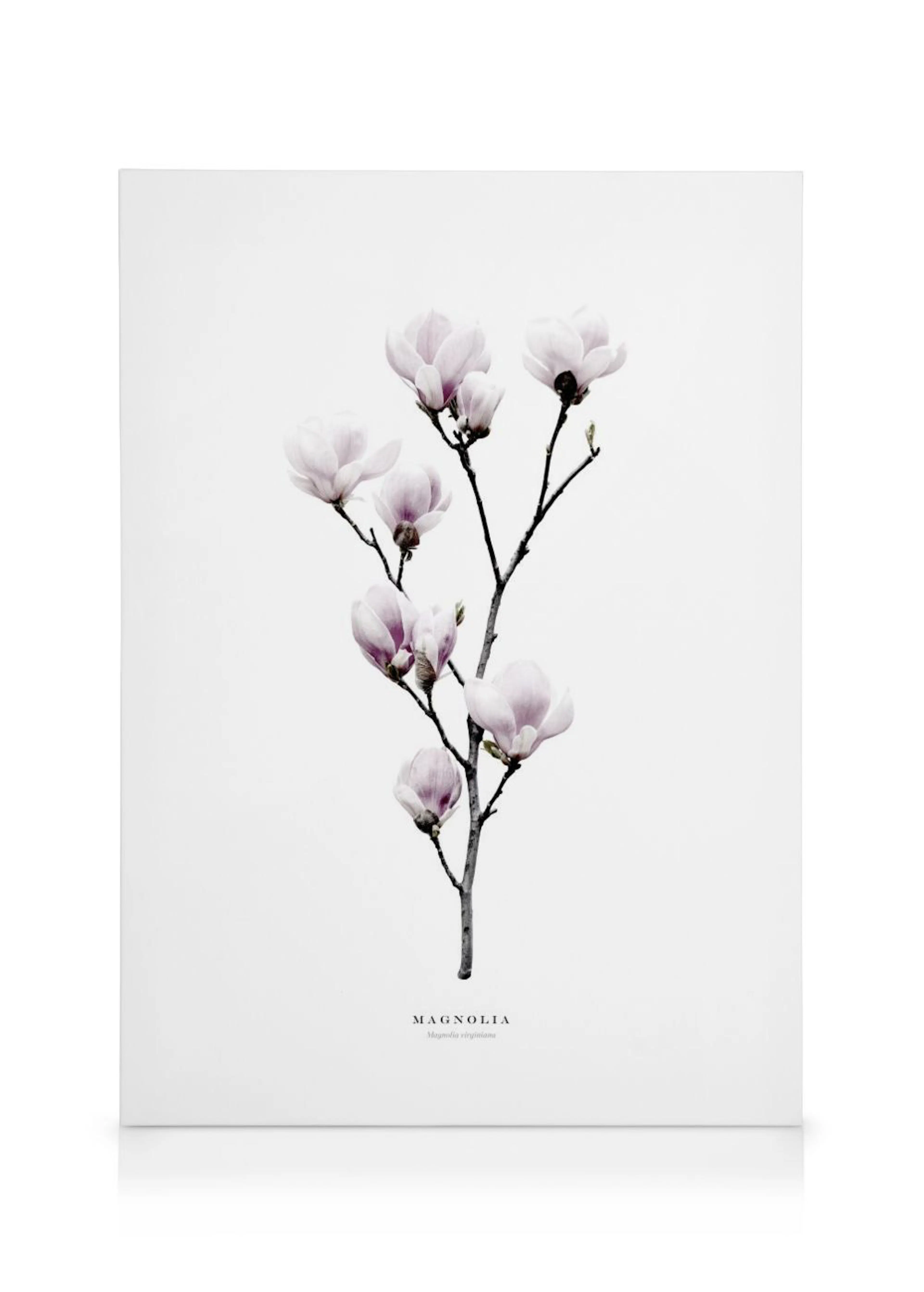 Leinwandbild mit einem Zweig zartrosa Magnolienblüten auf weißem Hintergrund und dem Schriftzug MAGNOLIA.