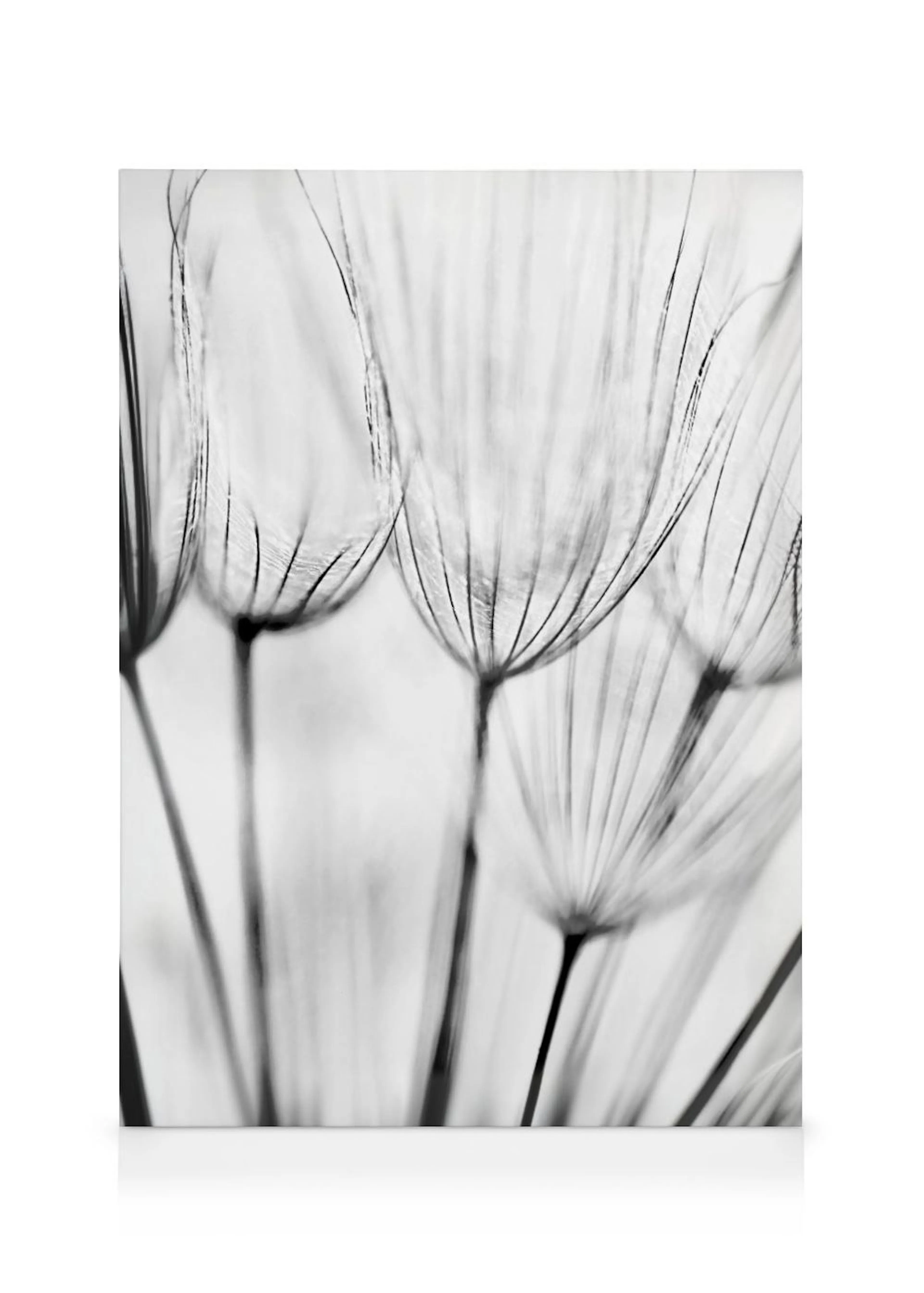 Leinwandbild mit einer Makroaufnahme von filigranen, schwarz-weißen Pusteblumen-Samenständen.