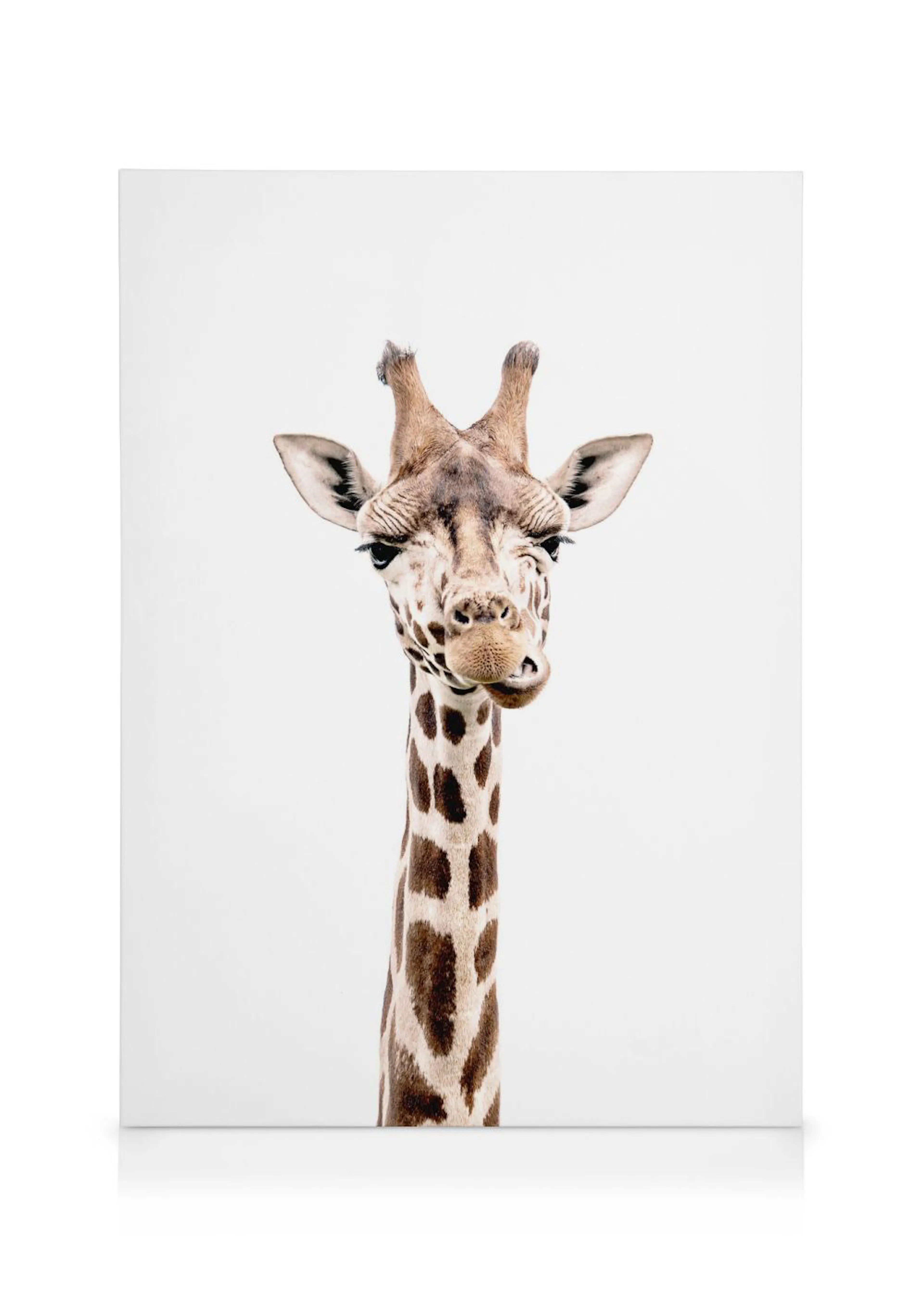 Een canvas met een close-up van de kop en de lange nek van een giraffe met bruine vlekken op een witte achtergrond.