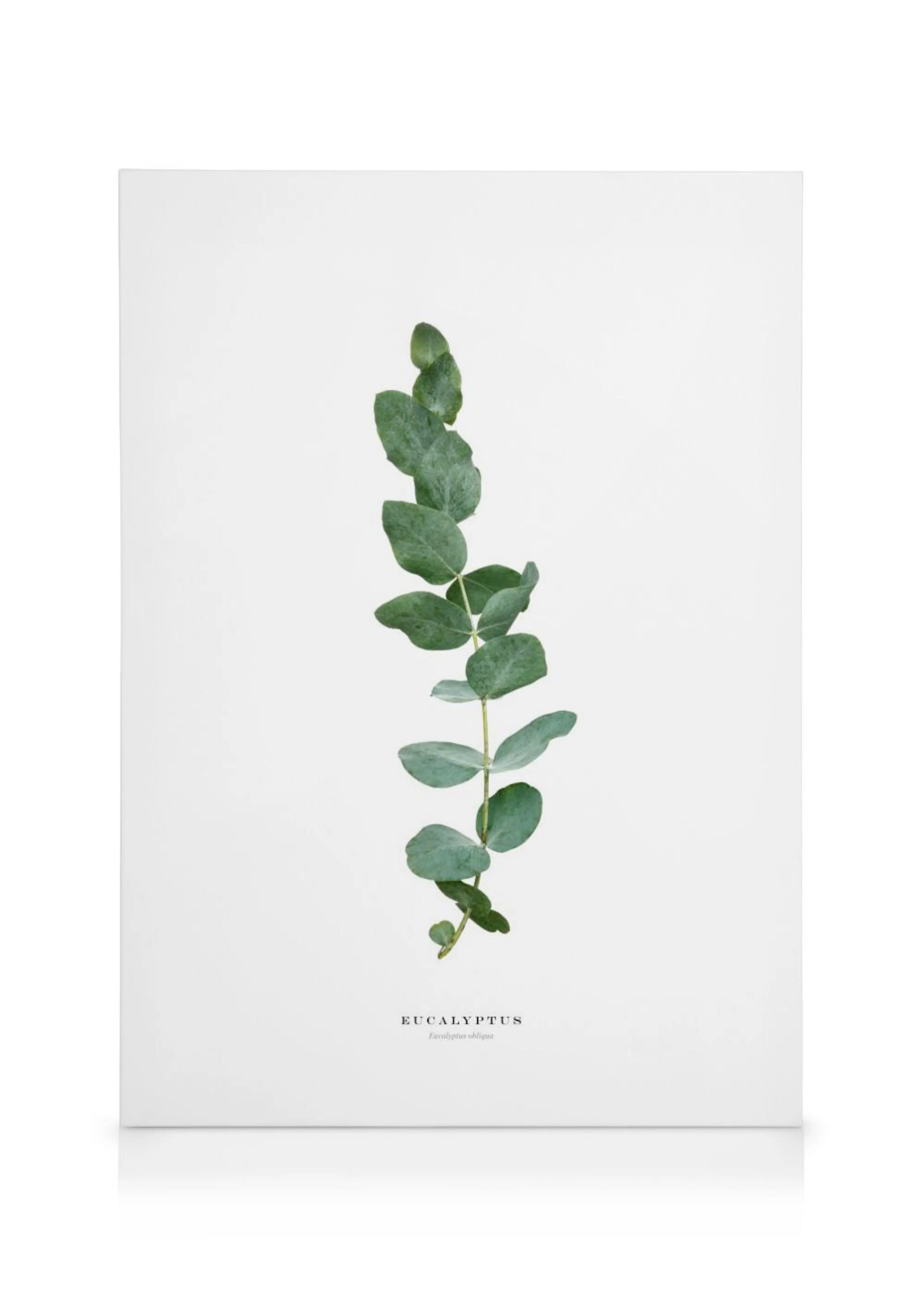 Toile murale minimaliste avec une branche deucalyptus aux feuilles vertes sur fond blanc, avec le texte Eucalyptus.