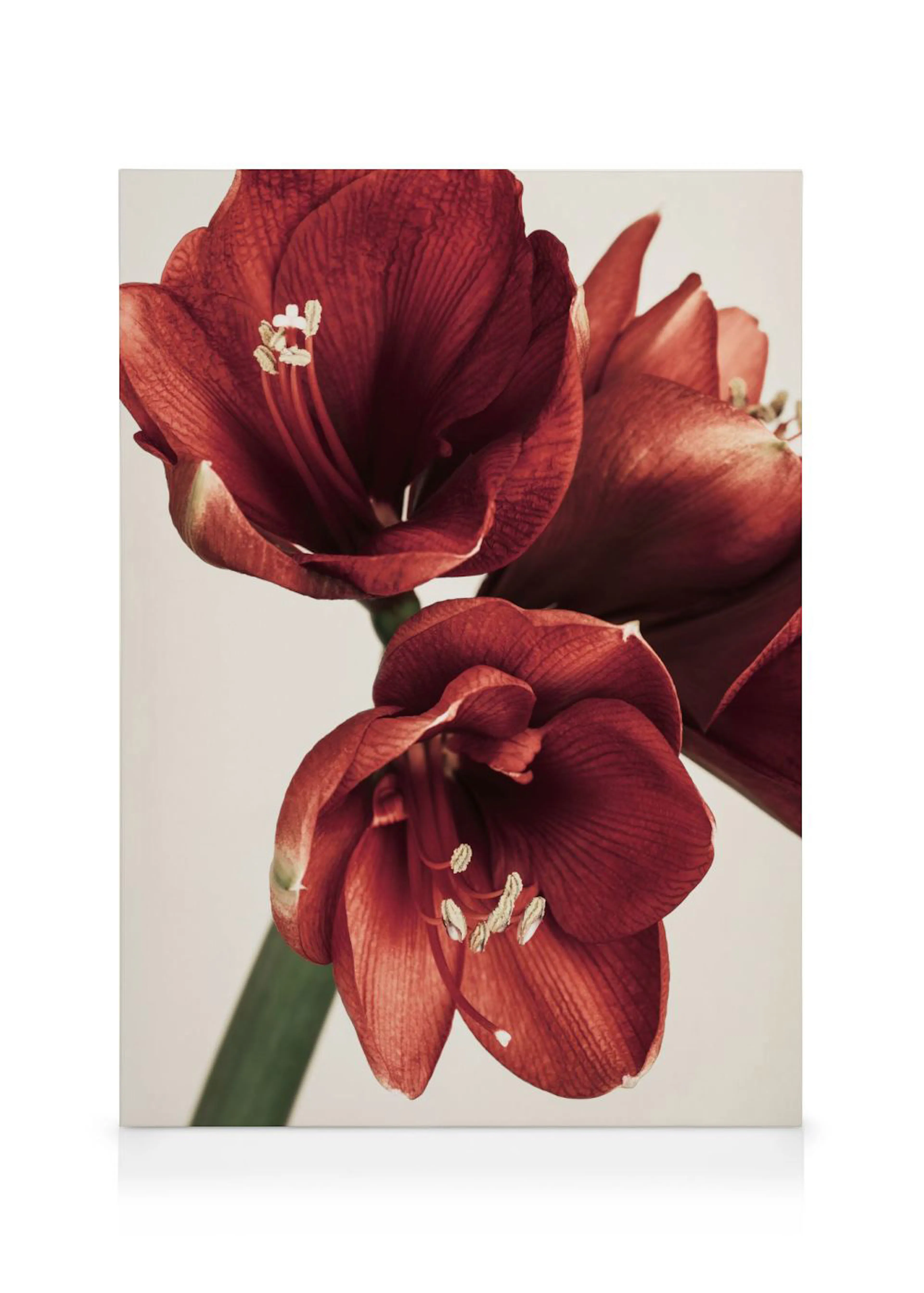 Toile murale de trois fleurs damaryllis rouges avec des pistils blancs, contrastant sur un fond clair.