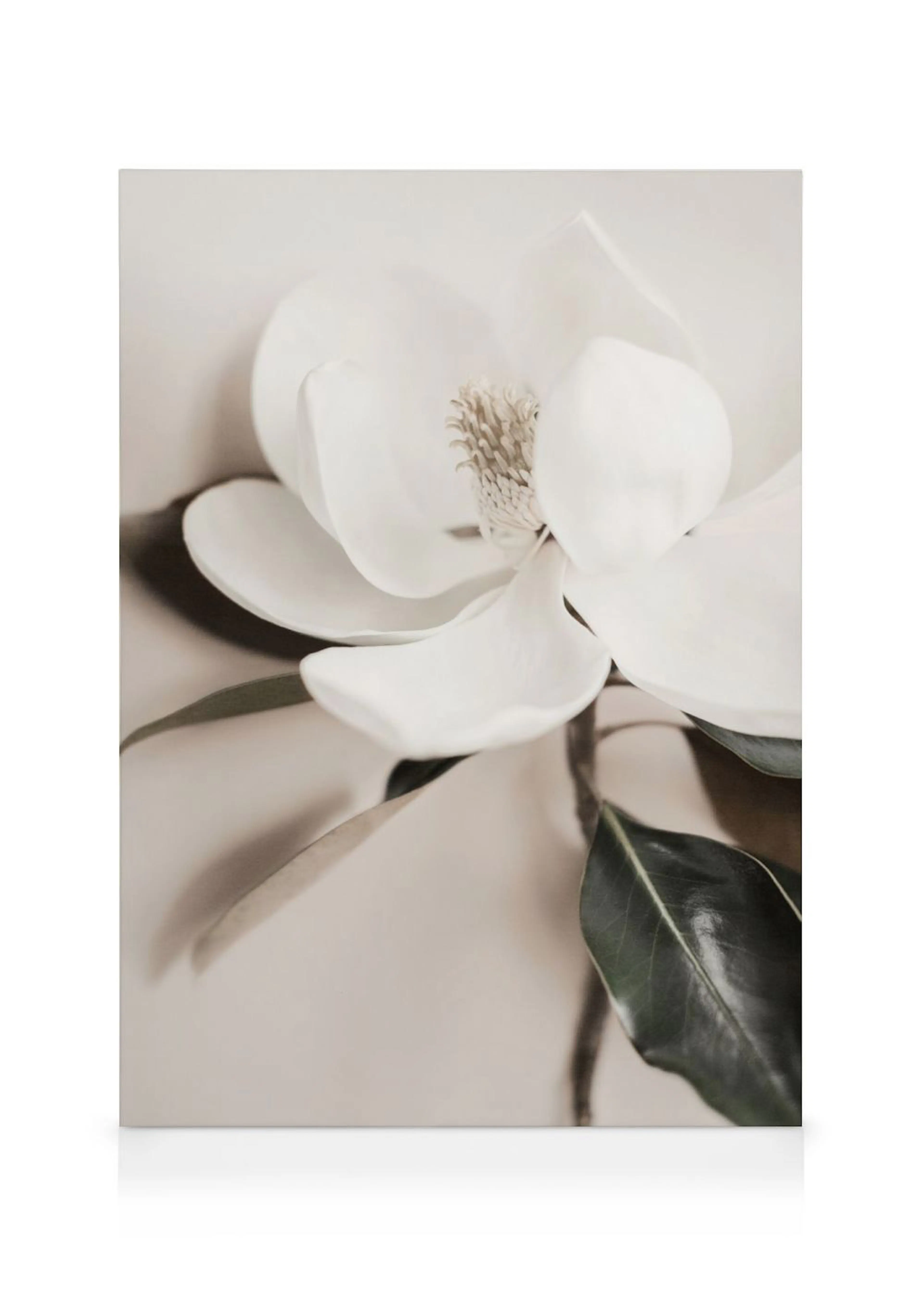 Toile dune fleur de magnolia blanche avec des feuilles vertes sur un fond beige clair.