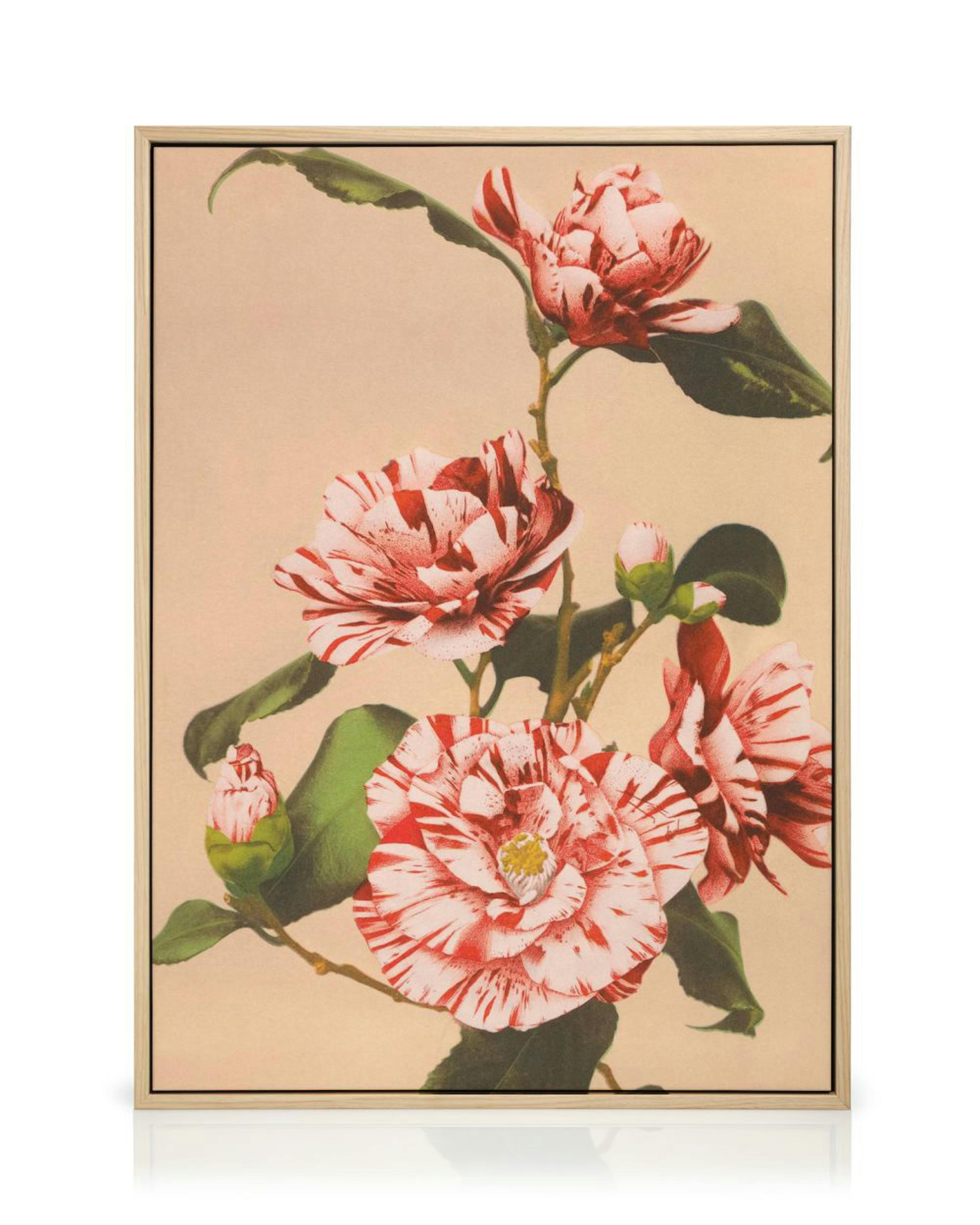 Vintage stílusú canvas, vörös és fehér csíkos kamélia virágokkal és bimbókkal, zöld levelekkel bézs háttéren.