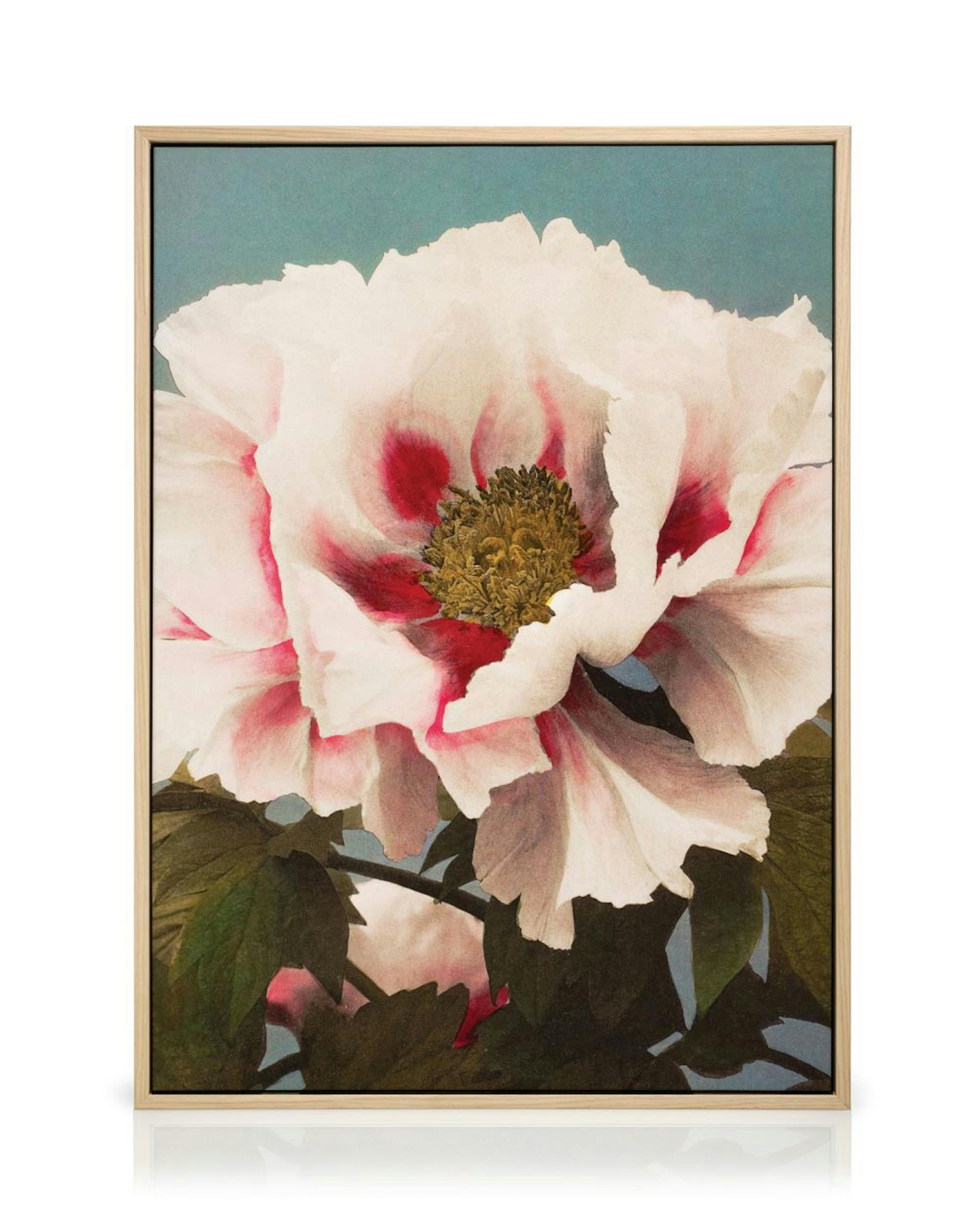 Fehér és piros bazsarózsa virág egy kék háttér előtt ezen a canvas képen.