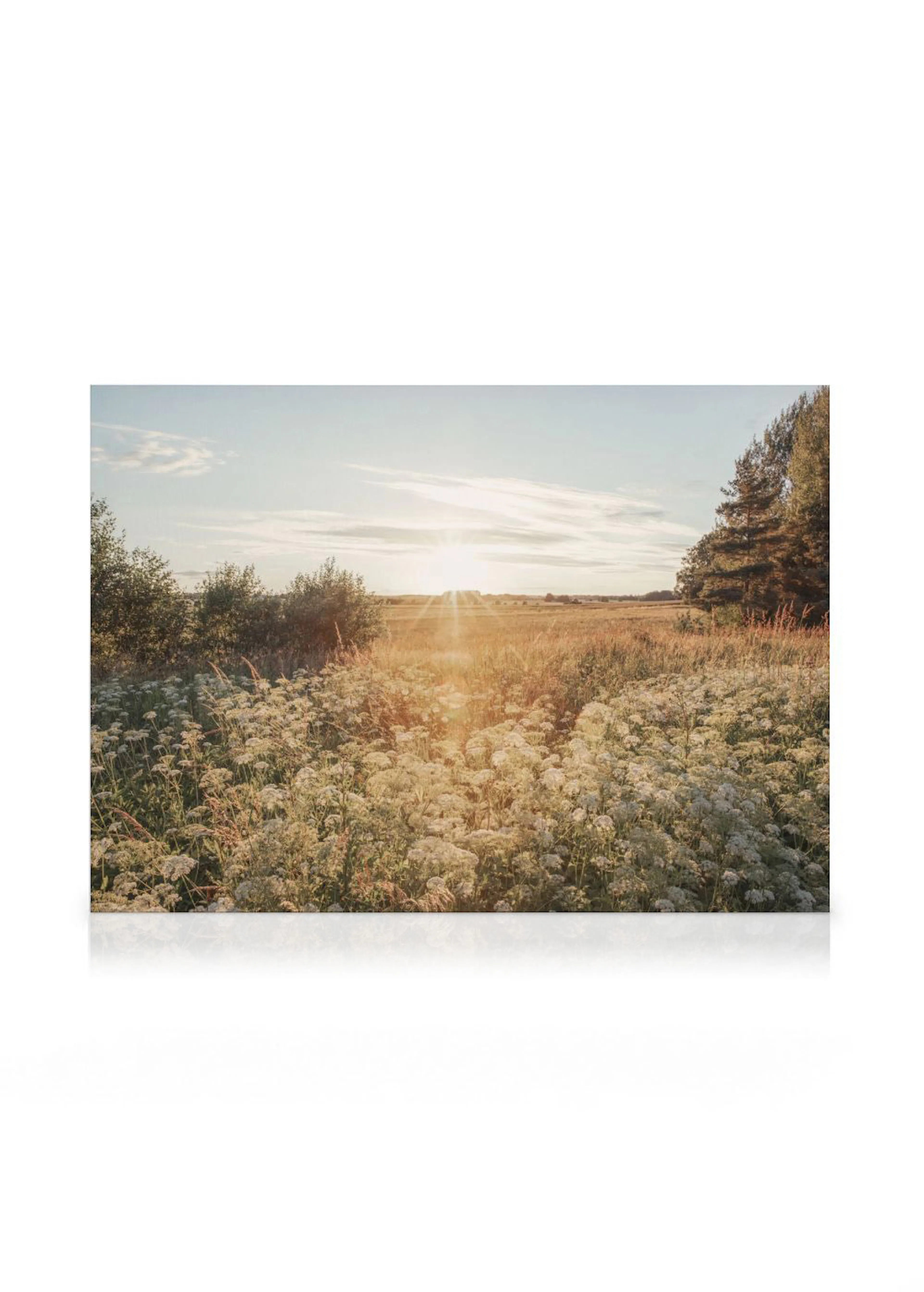 Stampa su tela di un campo fiorito al tramonto con il sole che irradia luce calda tra lerba alta e i fiori bianchi.