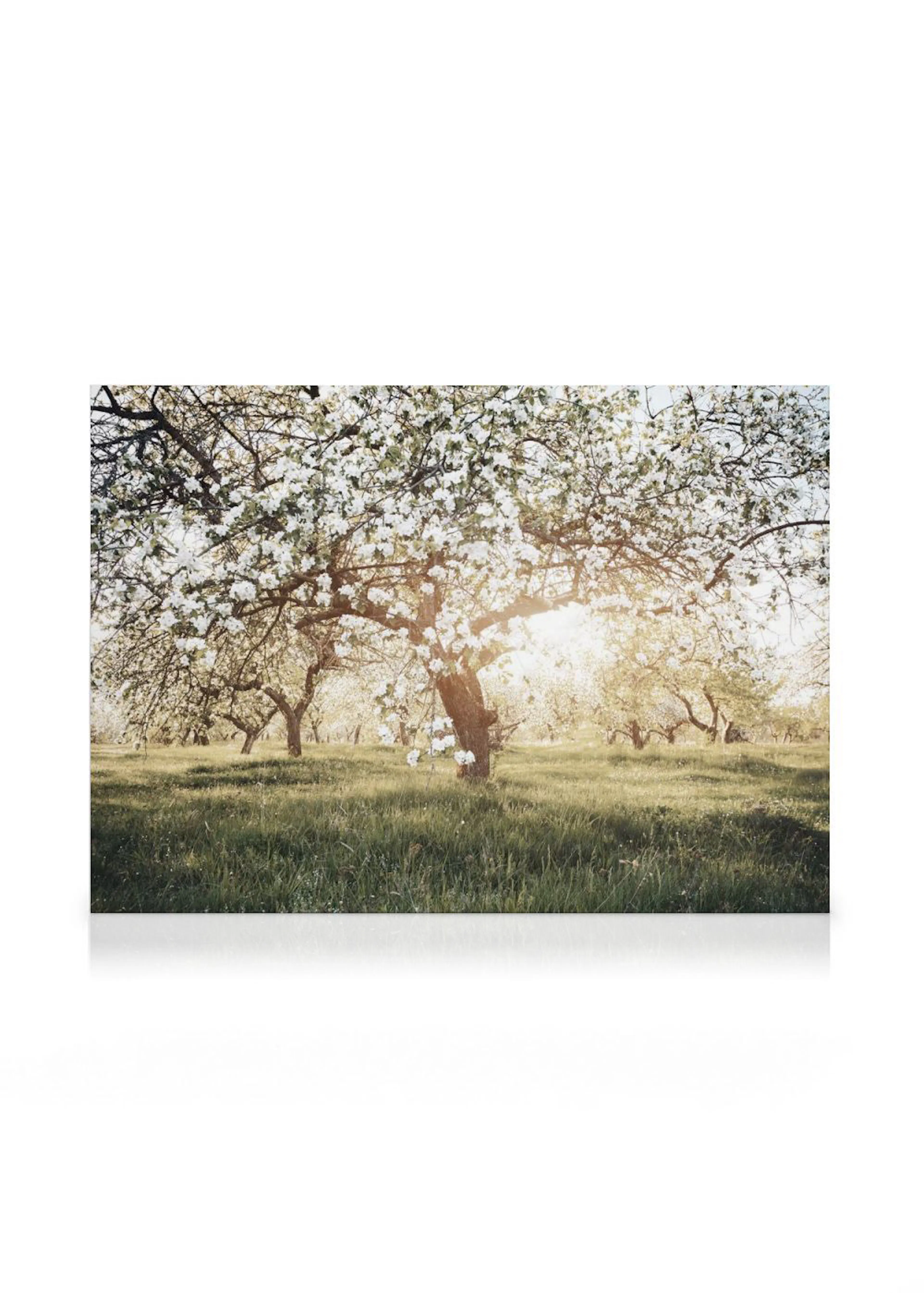 Toile dun verger de pommiers en fleurs avec un soleil radieux traversant les branches, sur un fond dherbe verte.