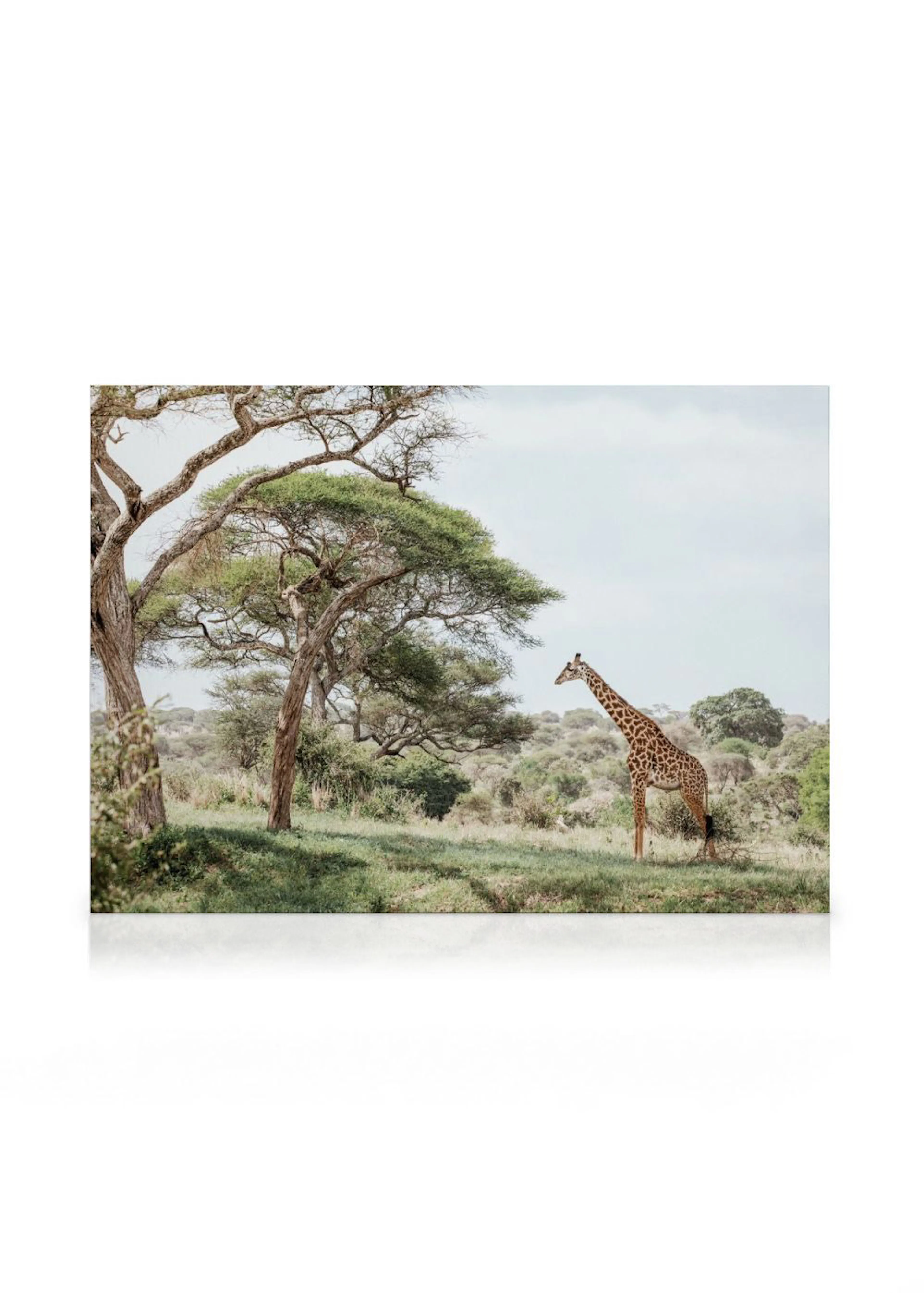 Obraz na plátně zachycující žirafu v trávě pod stromy v africké savaně.