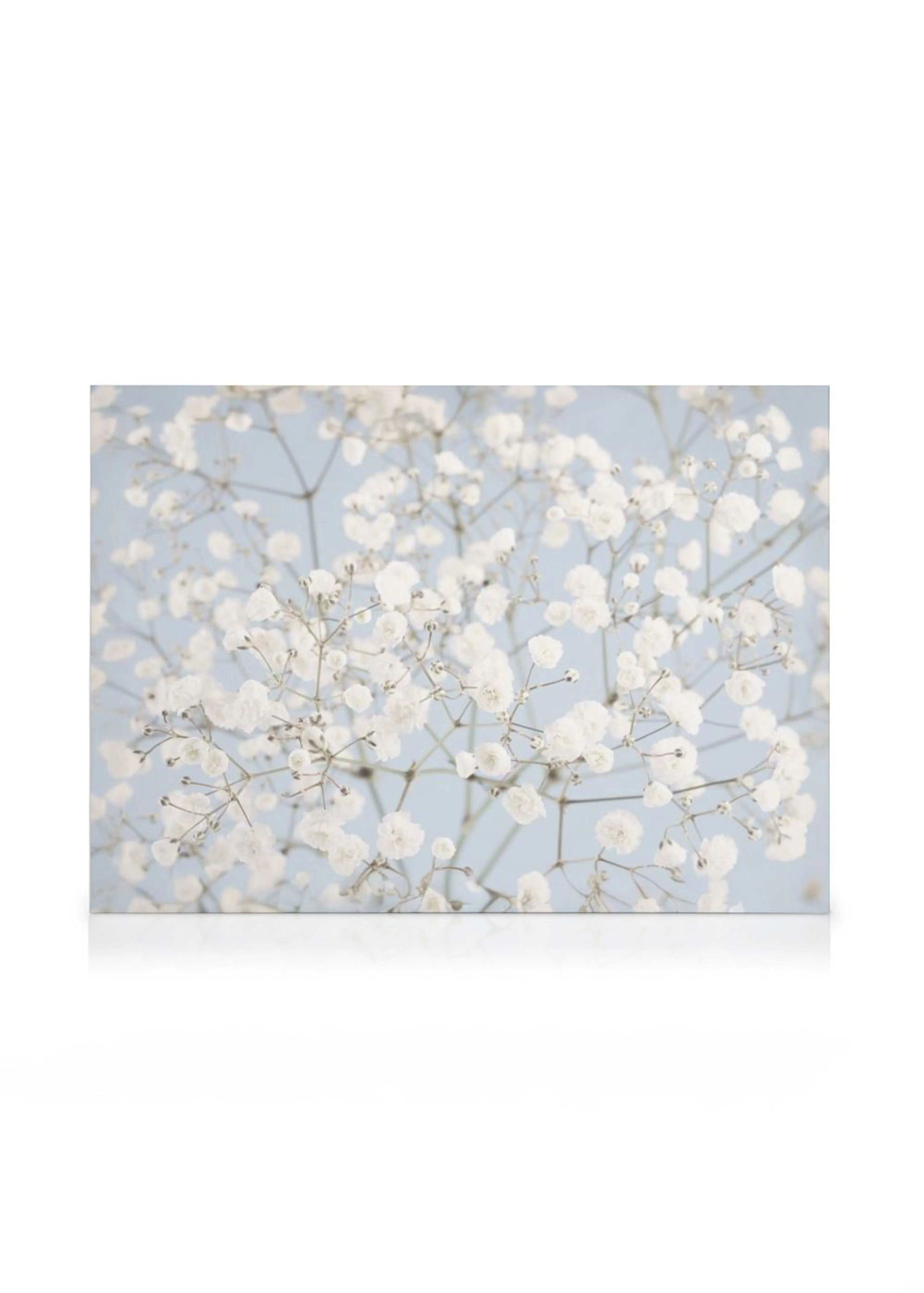 Et lærred med et nærbillede af hvide brudeslørblomster med fine stilke på en sart lyseblå baggrund.