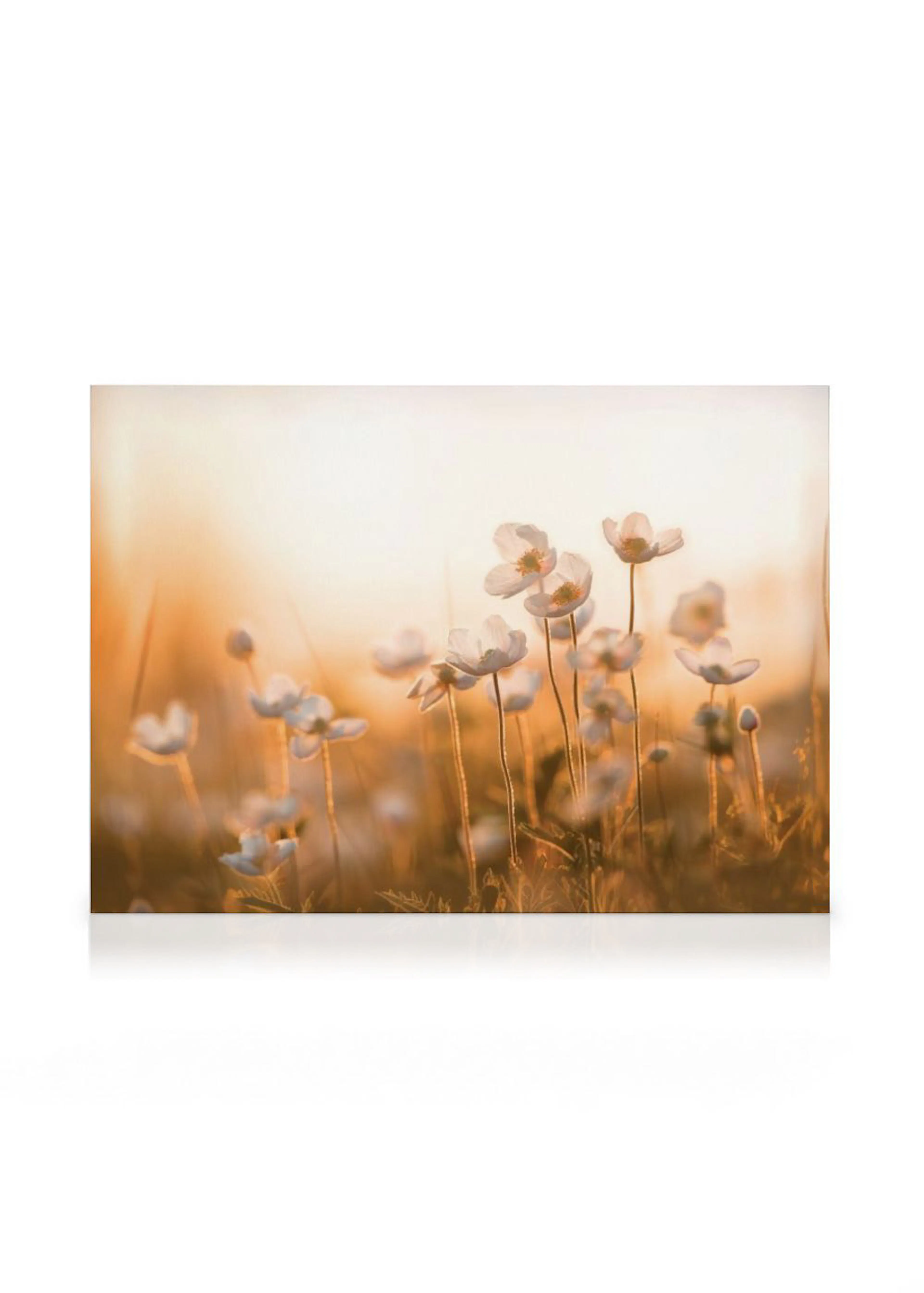 Leinwandbild mit weißen, zarten Blüten auf langen Stielen in einem Feld bei Sonnenuntergang, warmes goldenes Licht.