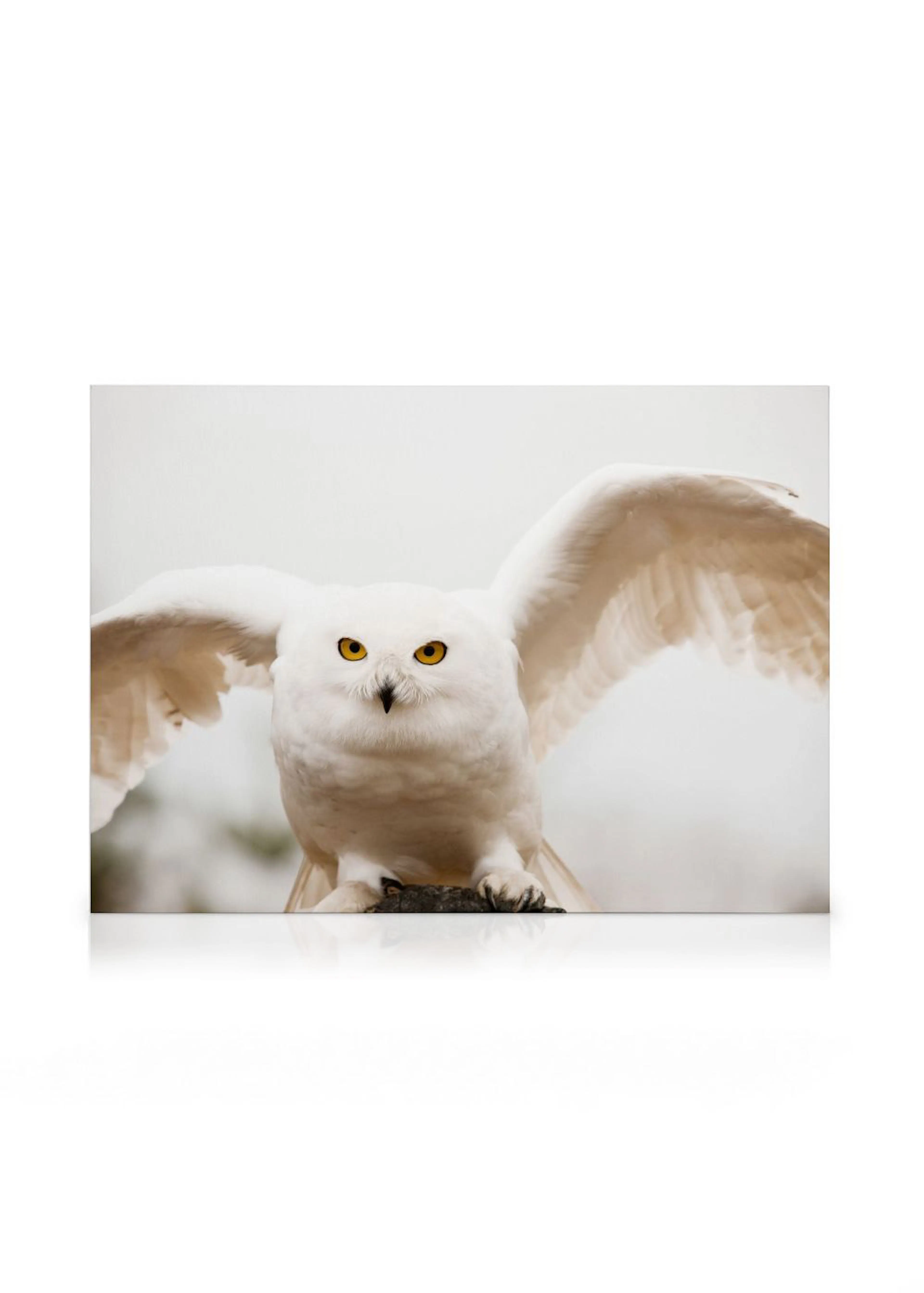 A canvas print featuring a majestic snowy owl with bright yellow eyes and outstretched wings.