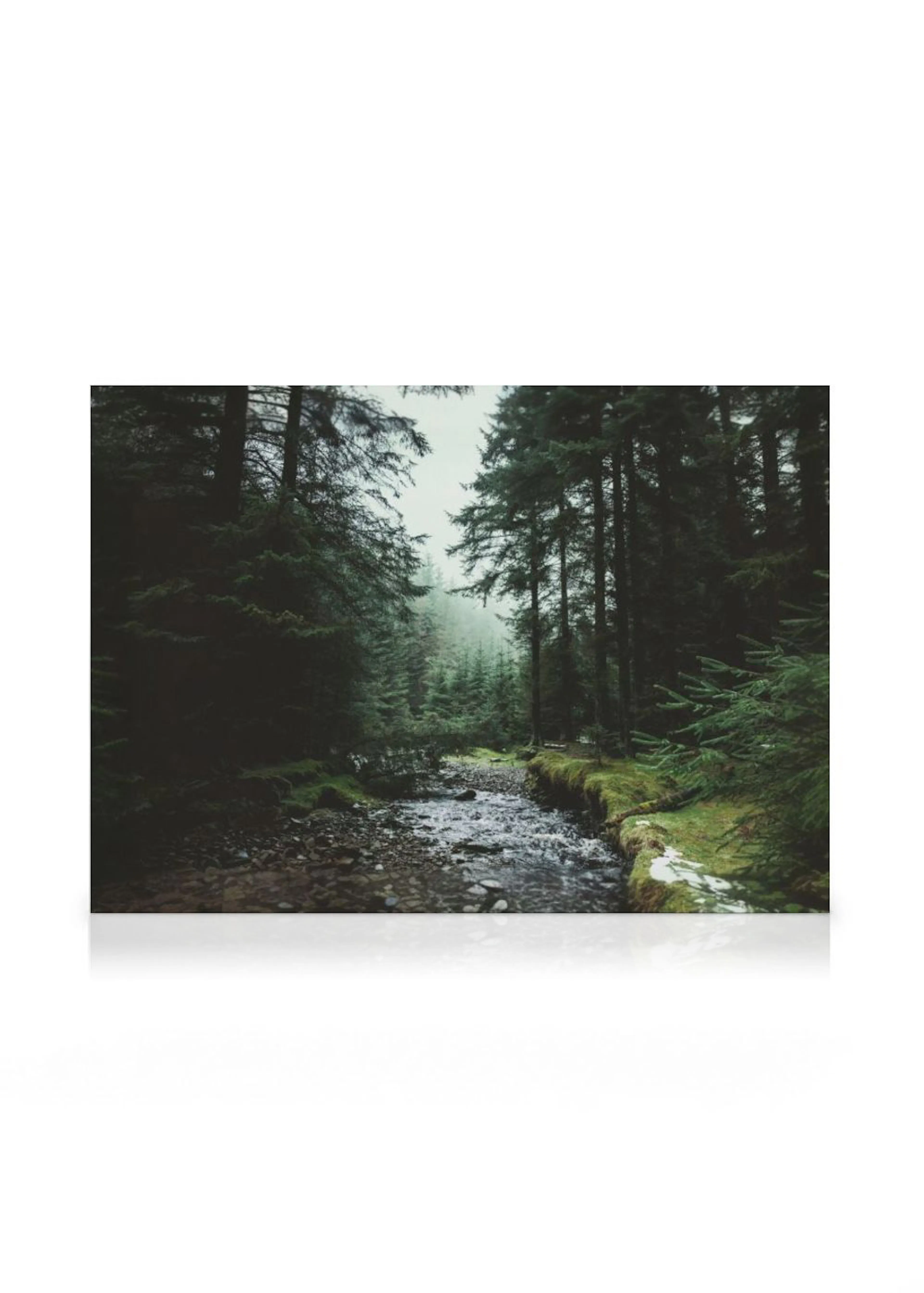 Een canvas met een mistig bosgezicht, met donkergroene dennenbomen en een beekje met stenen op de voorgrond.