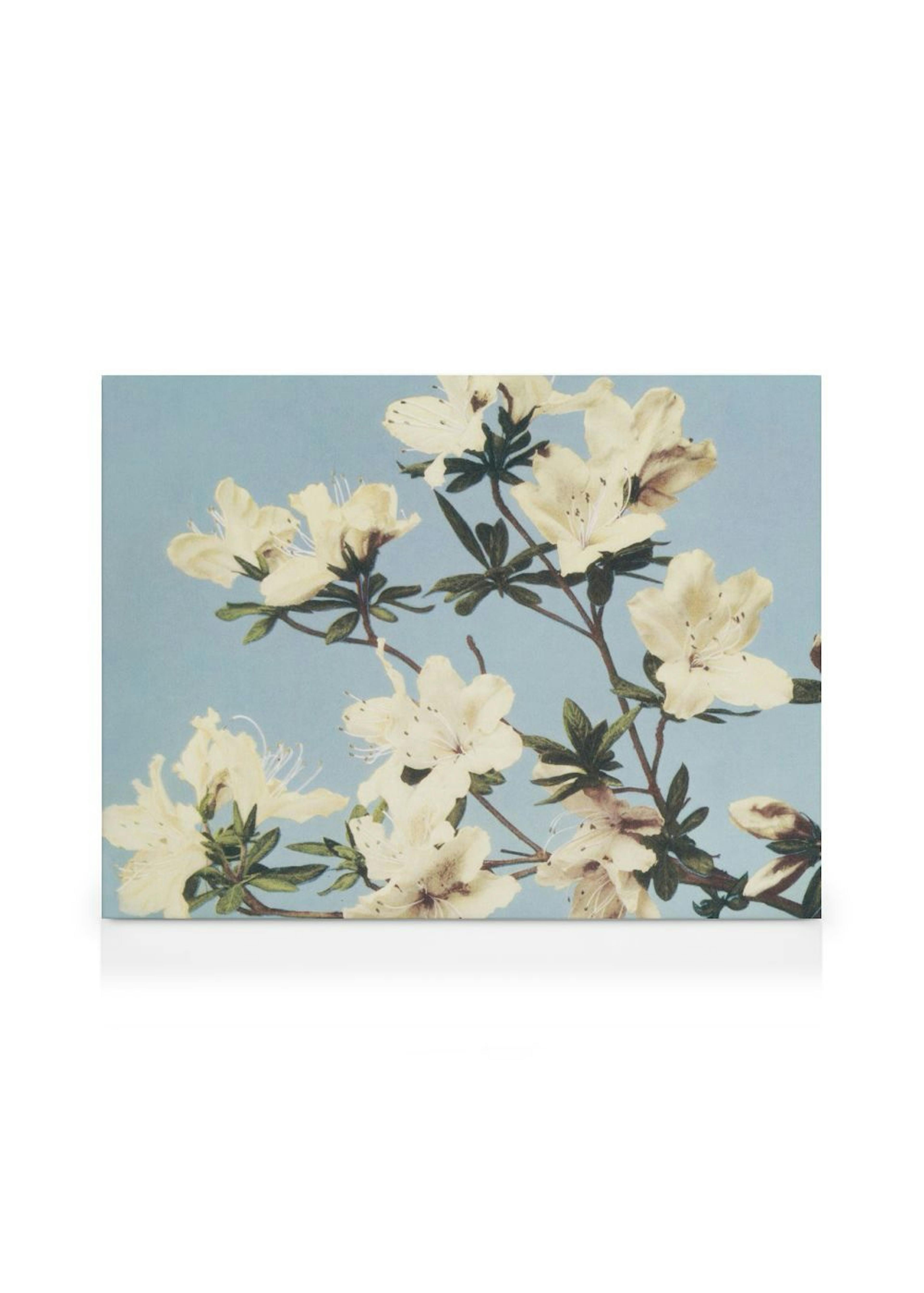Leinwandbild mit weißen Blüten auf einem Ast vor hellblauem Hintergrund.