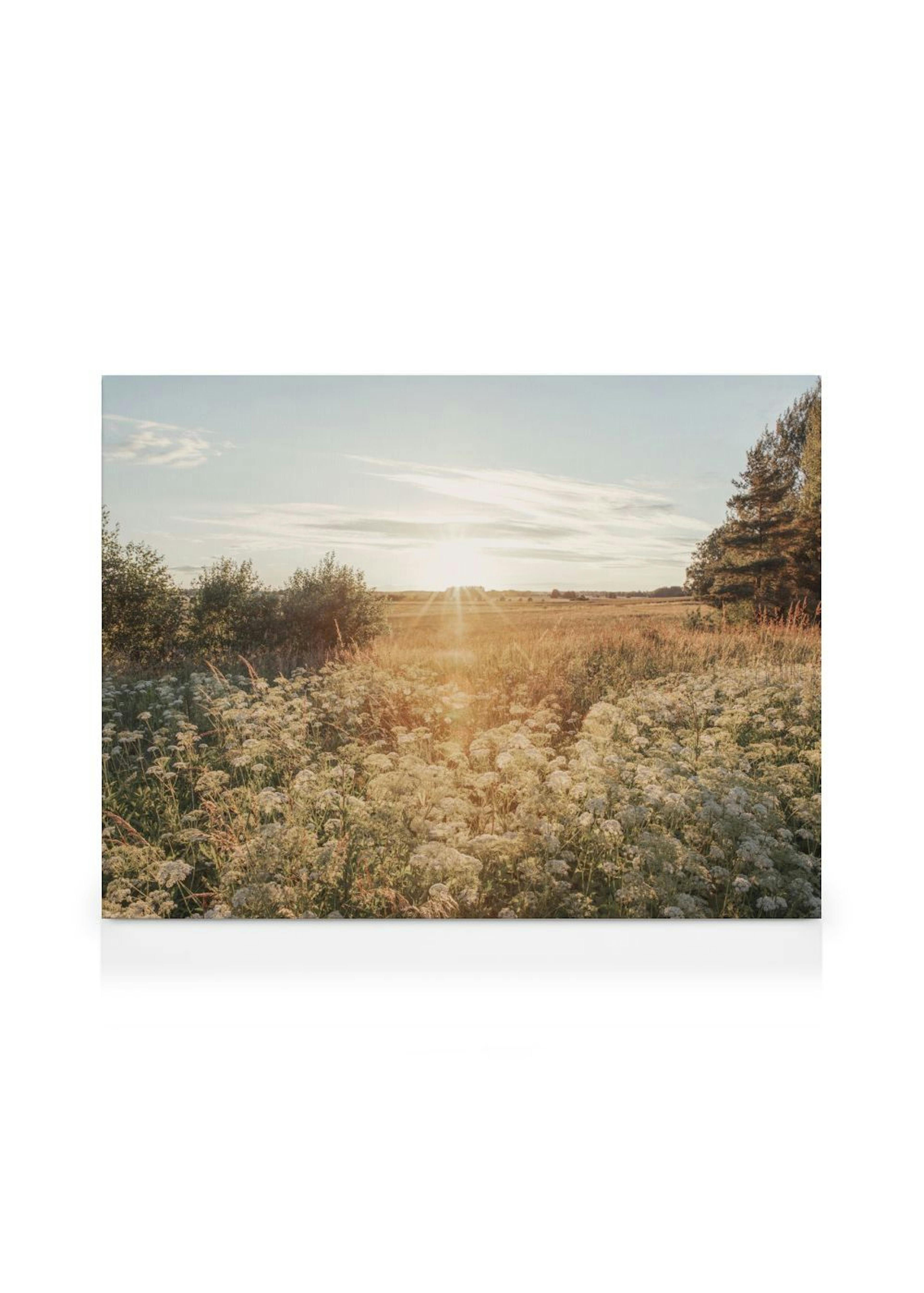 Golden Meadow Stampa su Tela thumbnail