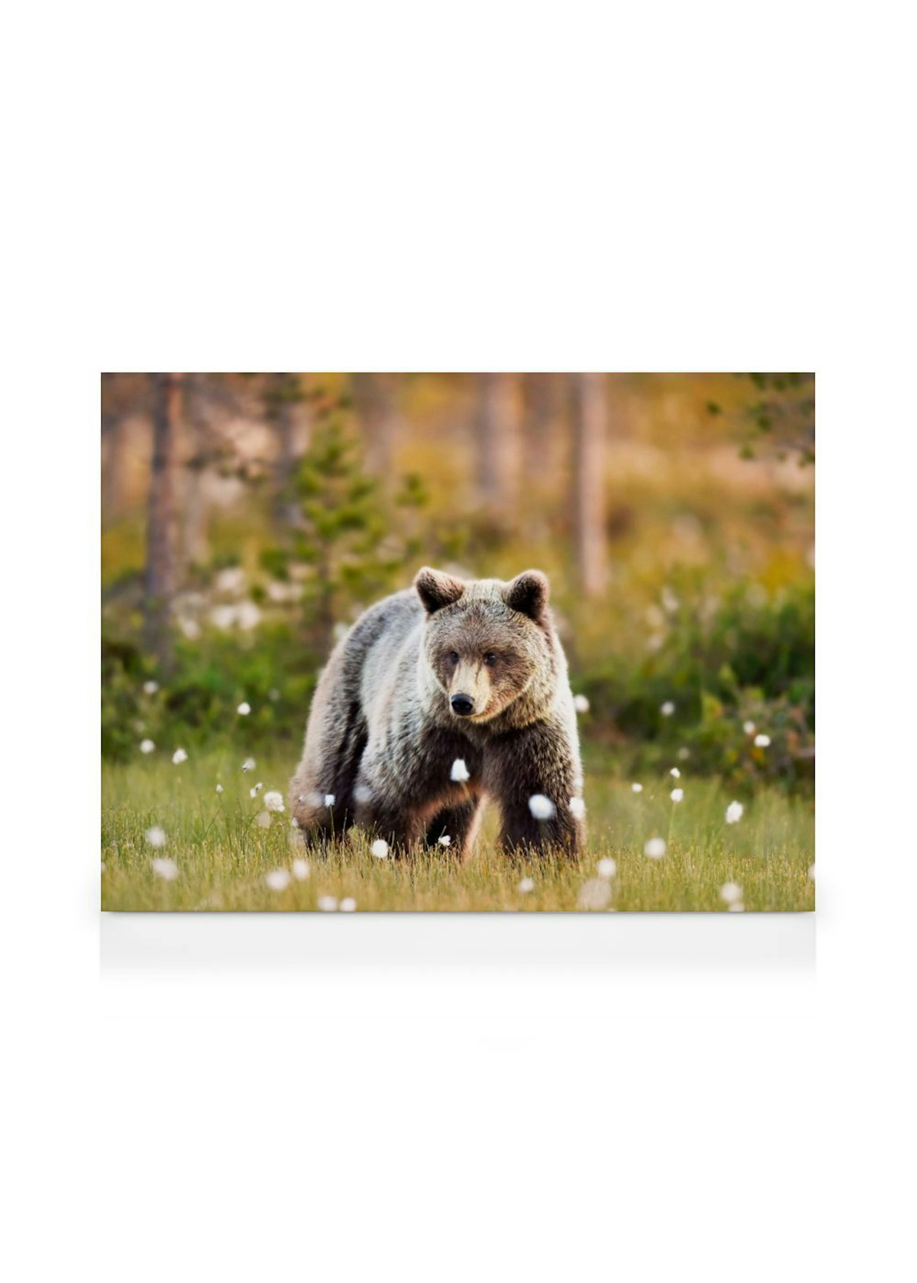Ours dans la Prairie Toile thumbnail