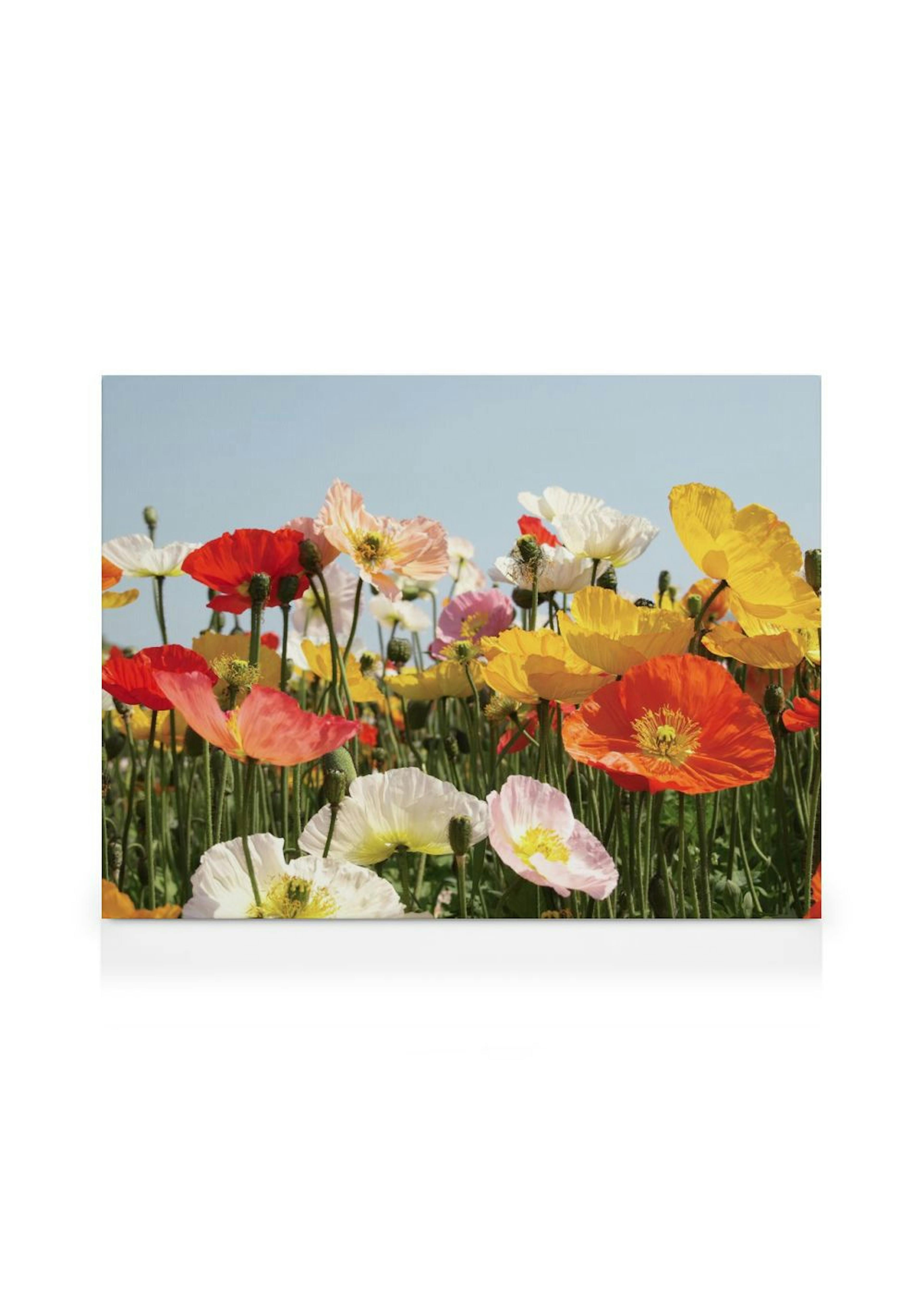 Field of Flowers Canvas print thumbnail