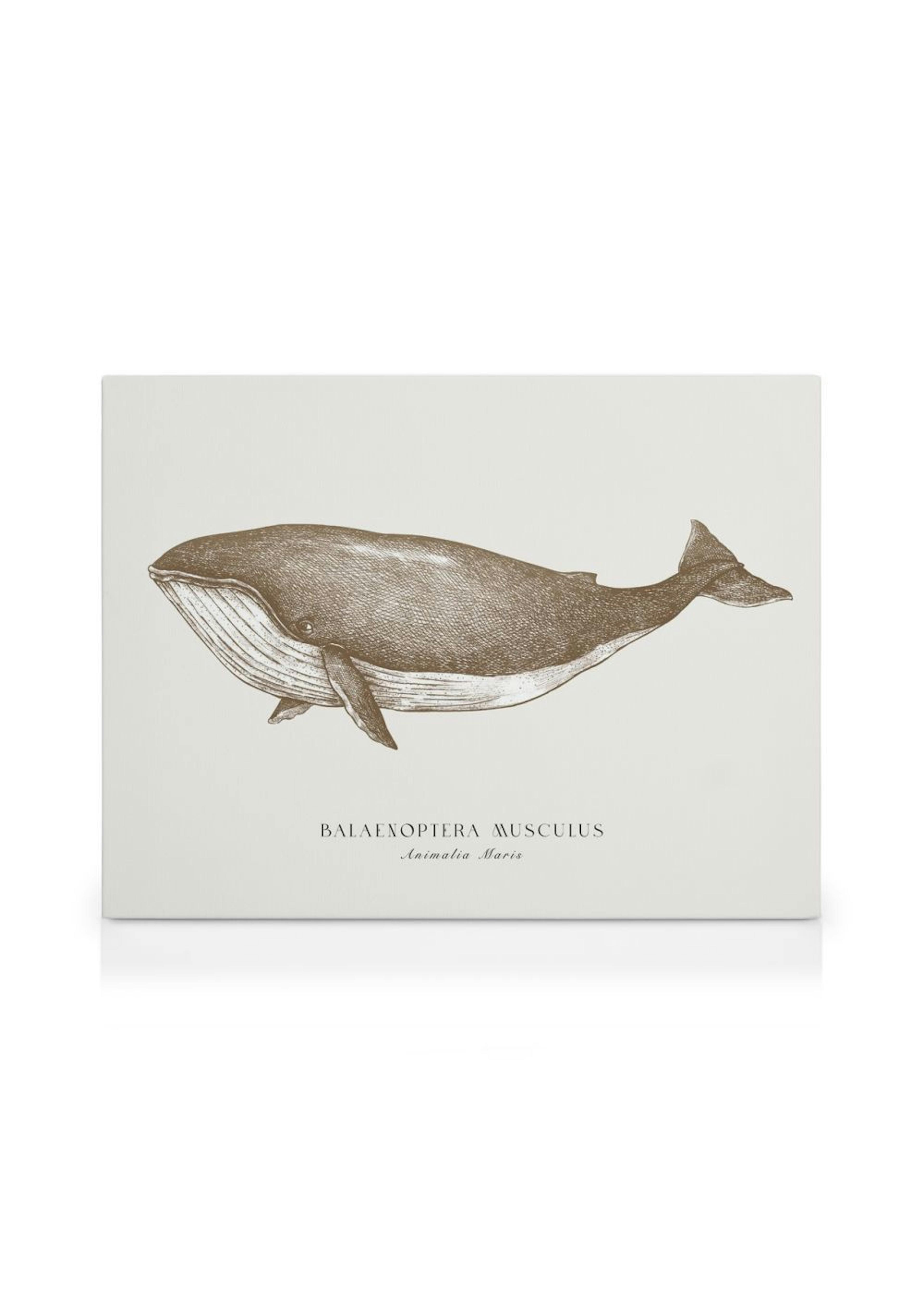 Blue Whale Toile thumbnail