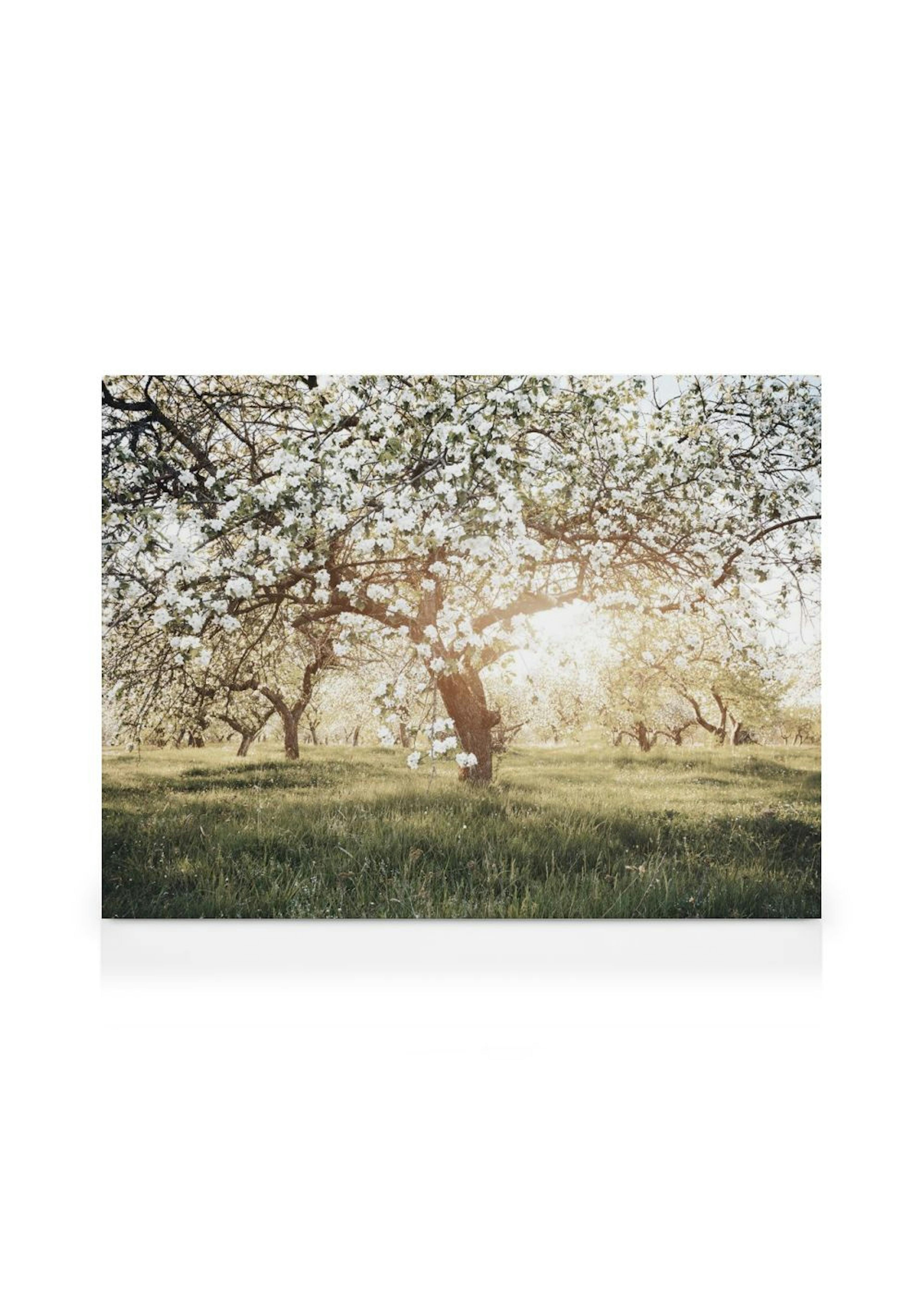 Blooming Trees in Sunlight Stampa su Tela thumbnail