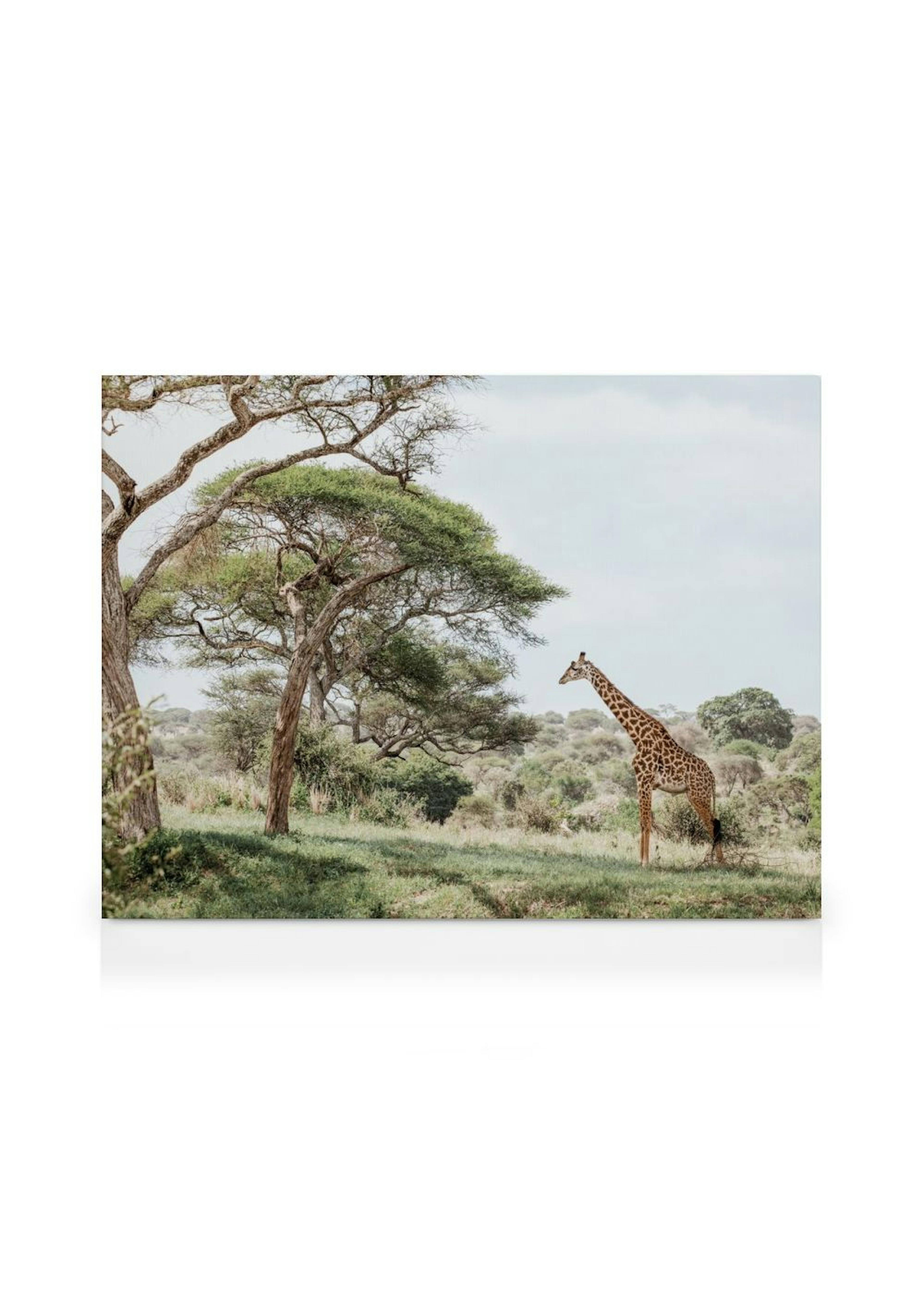 Giraffe in Landscape Toile thumbnail