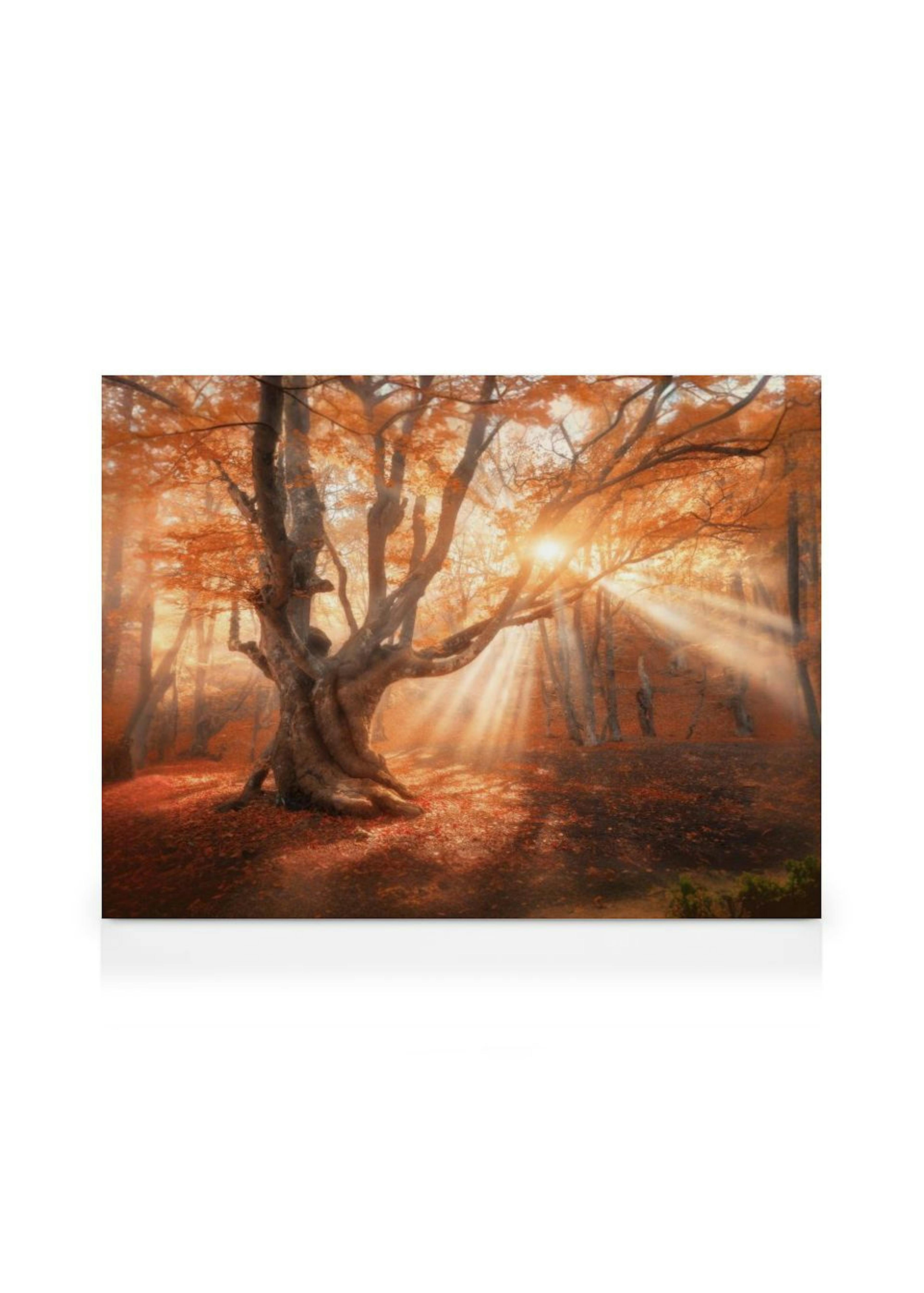 Sunshine Through Tree Canvas print thumbnail