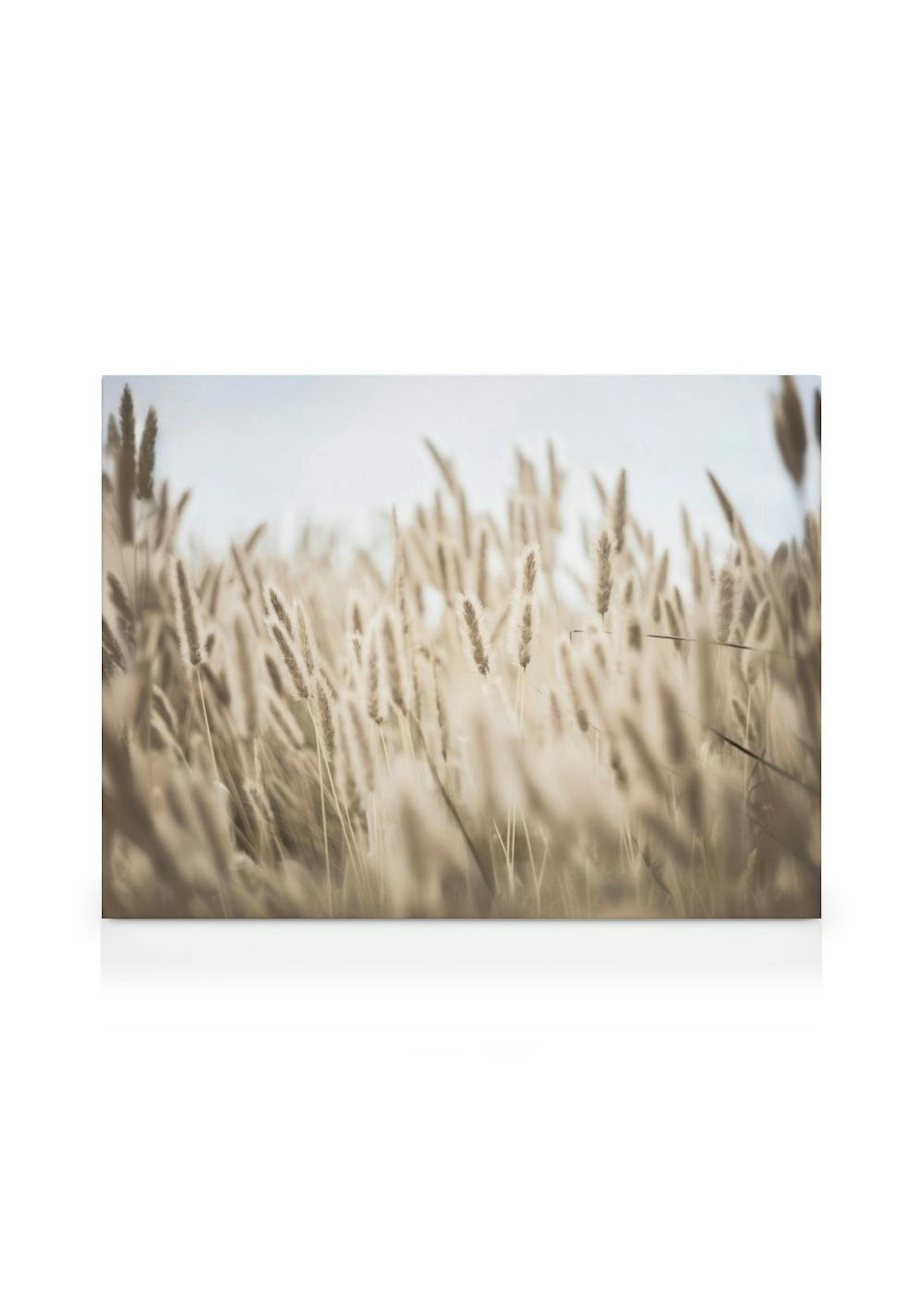 Grass by the Shore Leinwand thumbnail