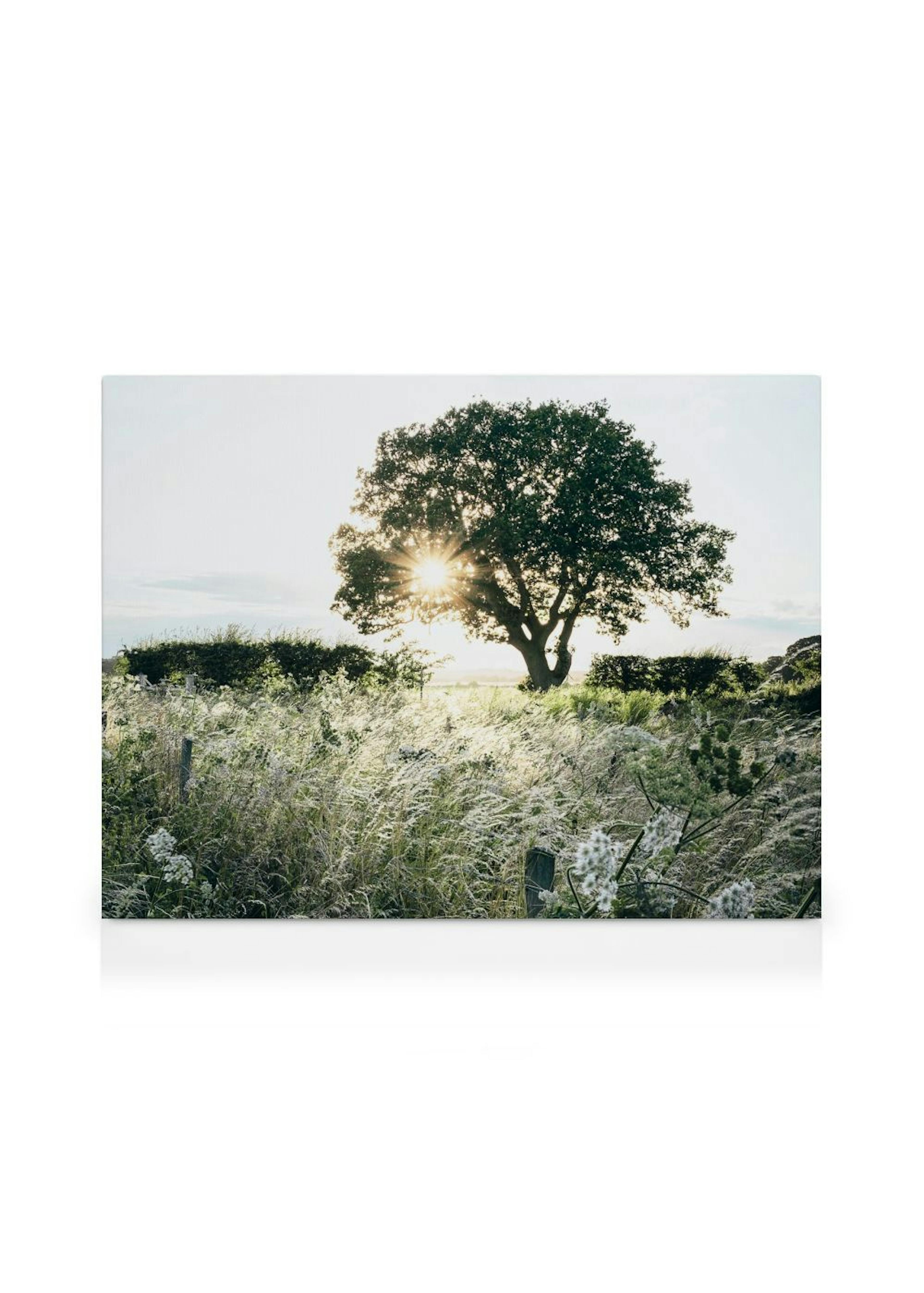 Tramonto dietro gli alberi Stampa su tela thumbnail