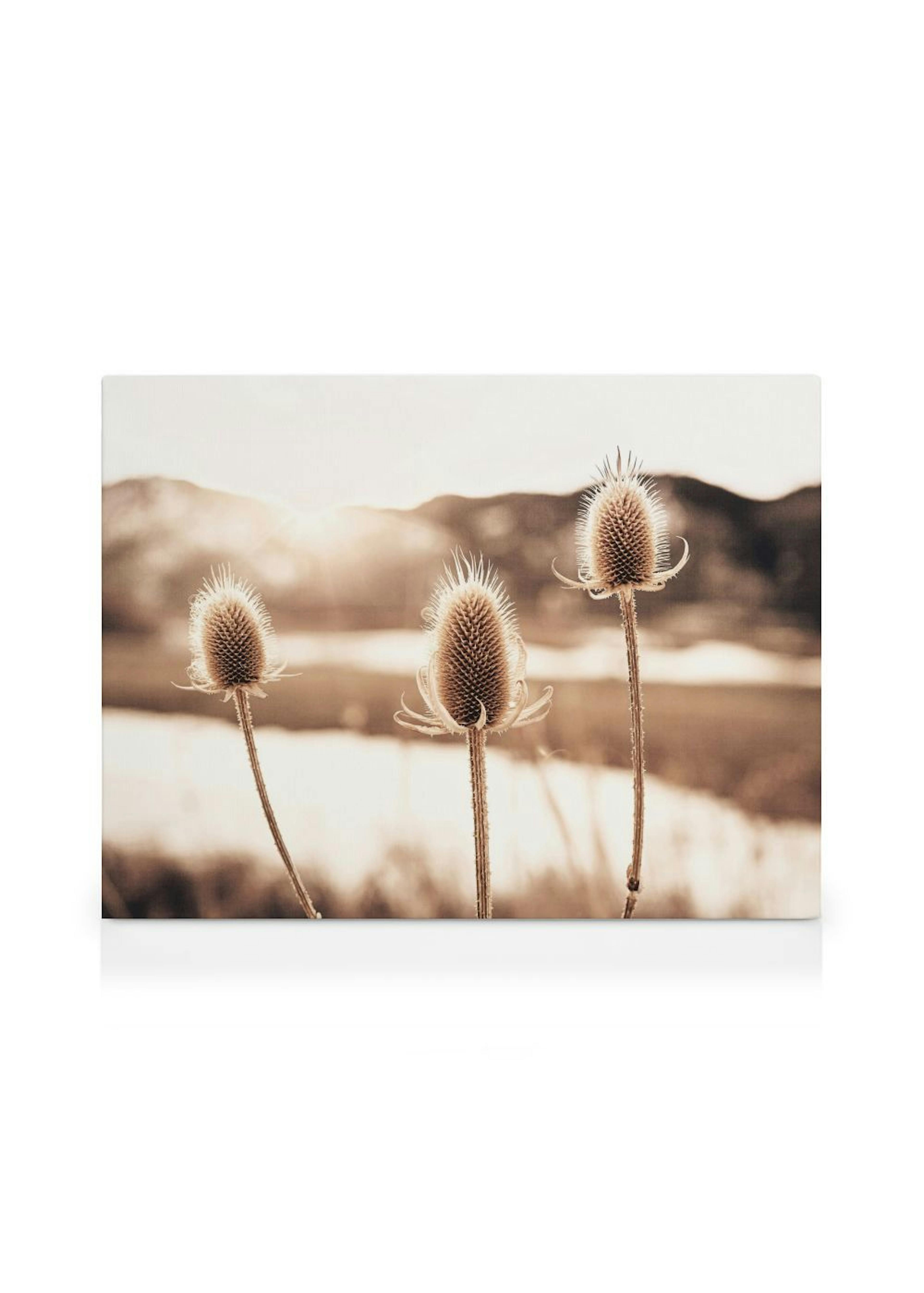 Fiori di Cardo Stampa su tela thumbnail