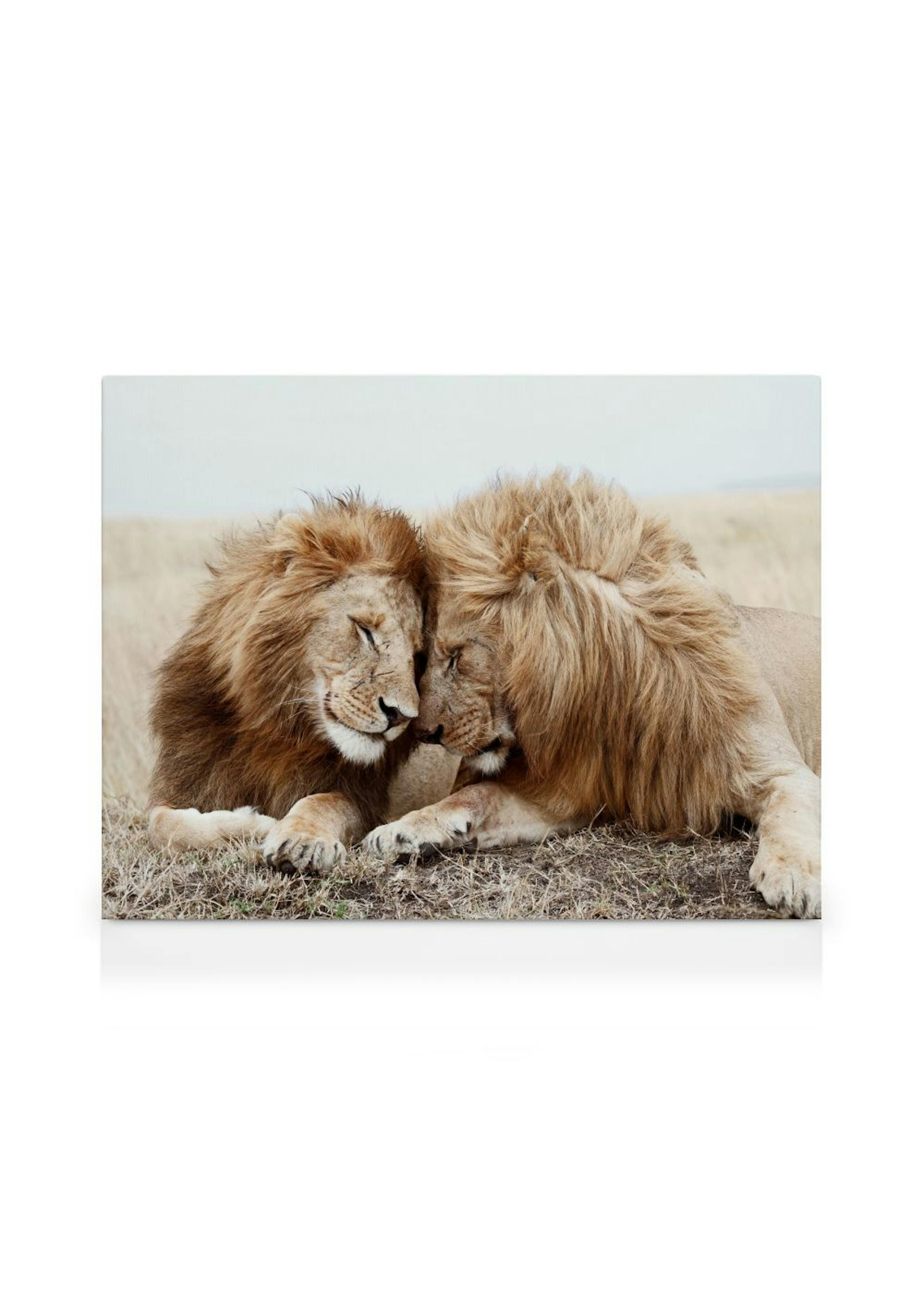 Lion Brothers Canvas print thumbnail