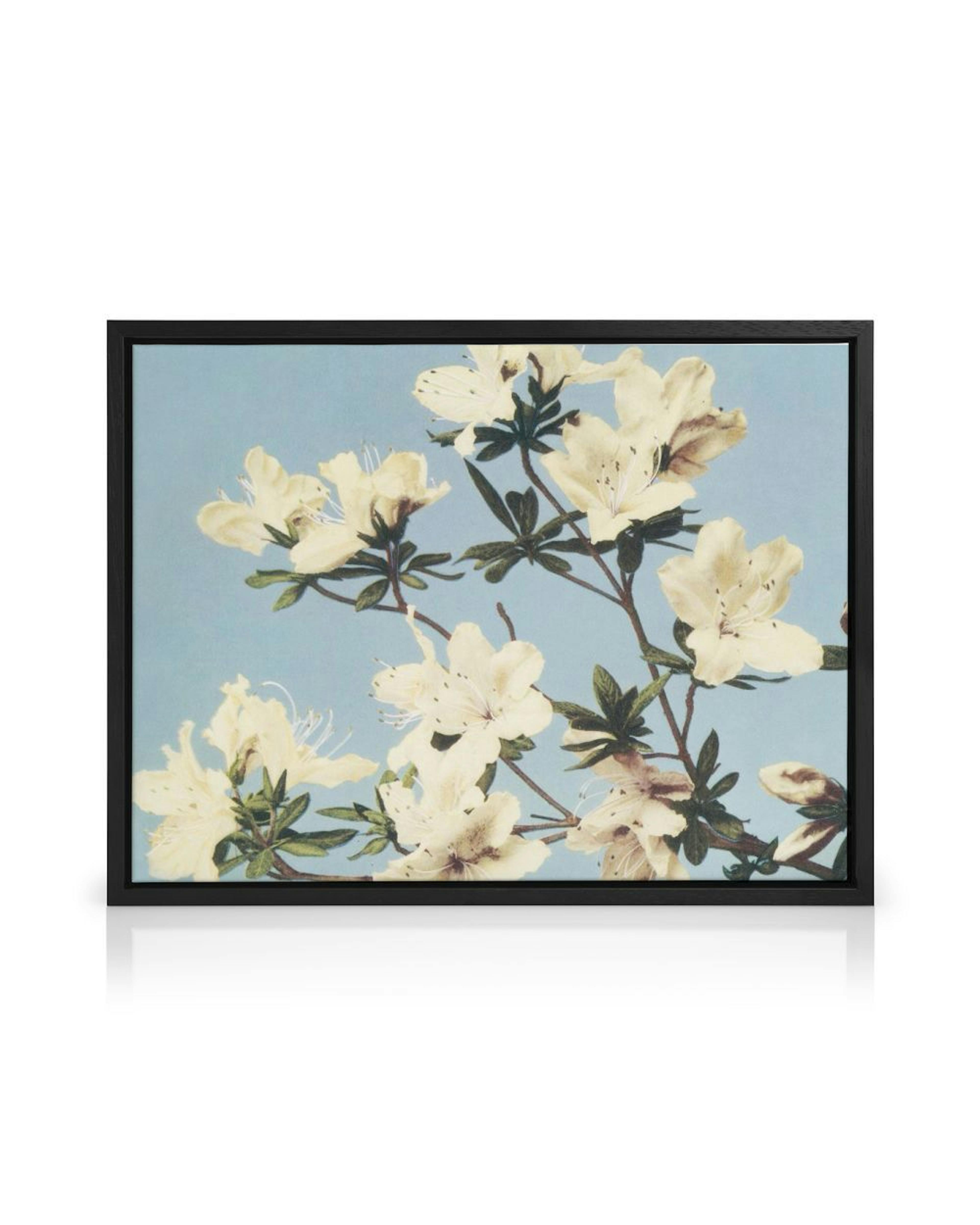 A canvas featuring white azalea flowers with green leaves against a light blue background.