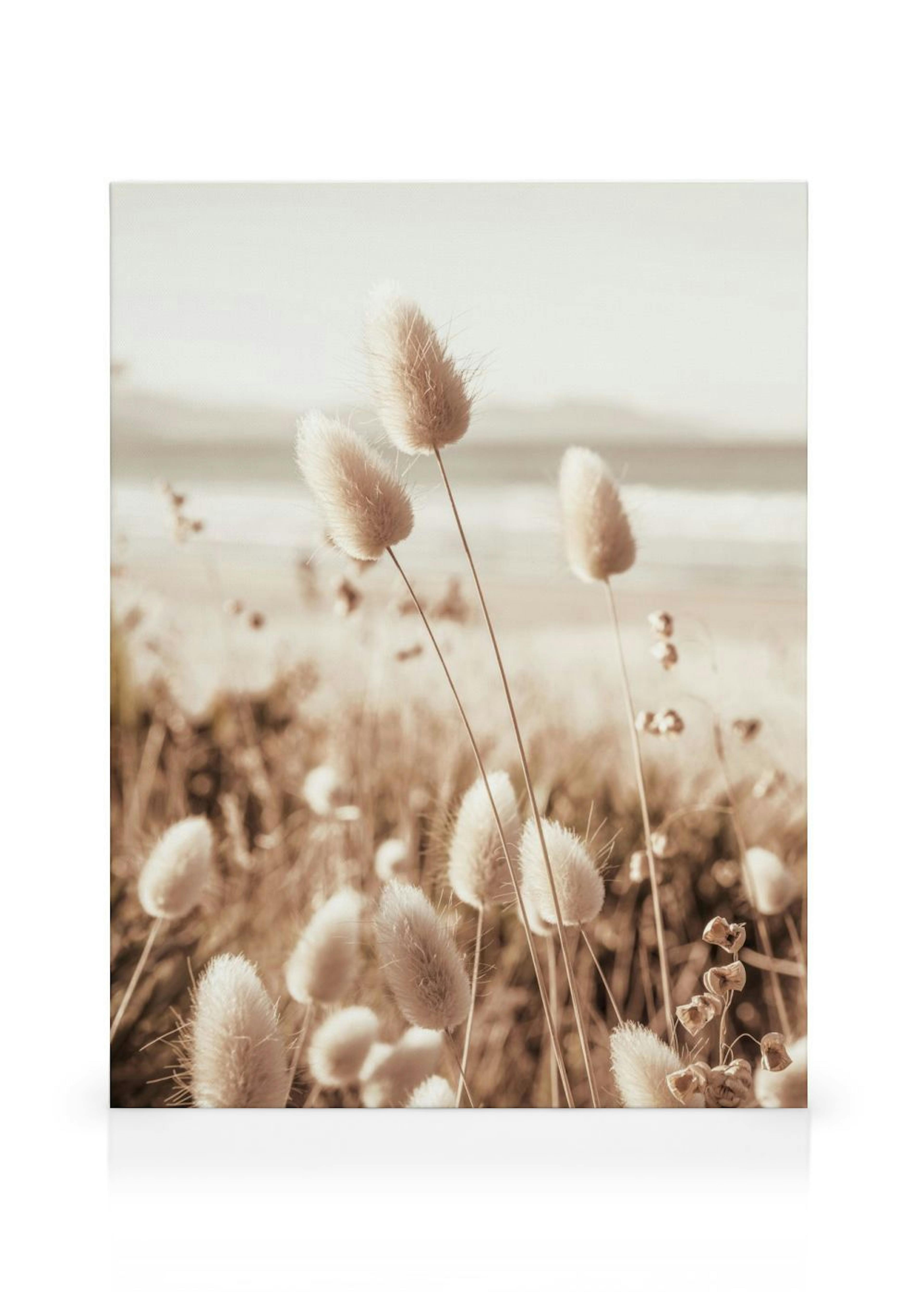 Herbe de Plage Toile thumbnail