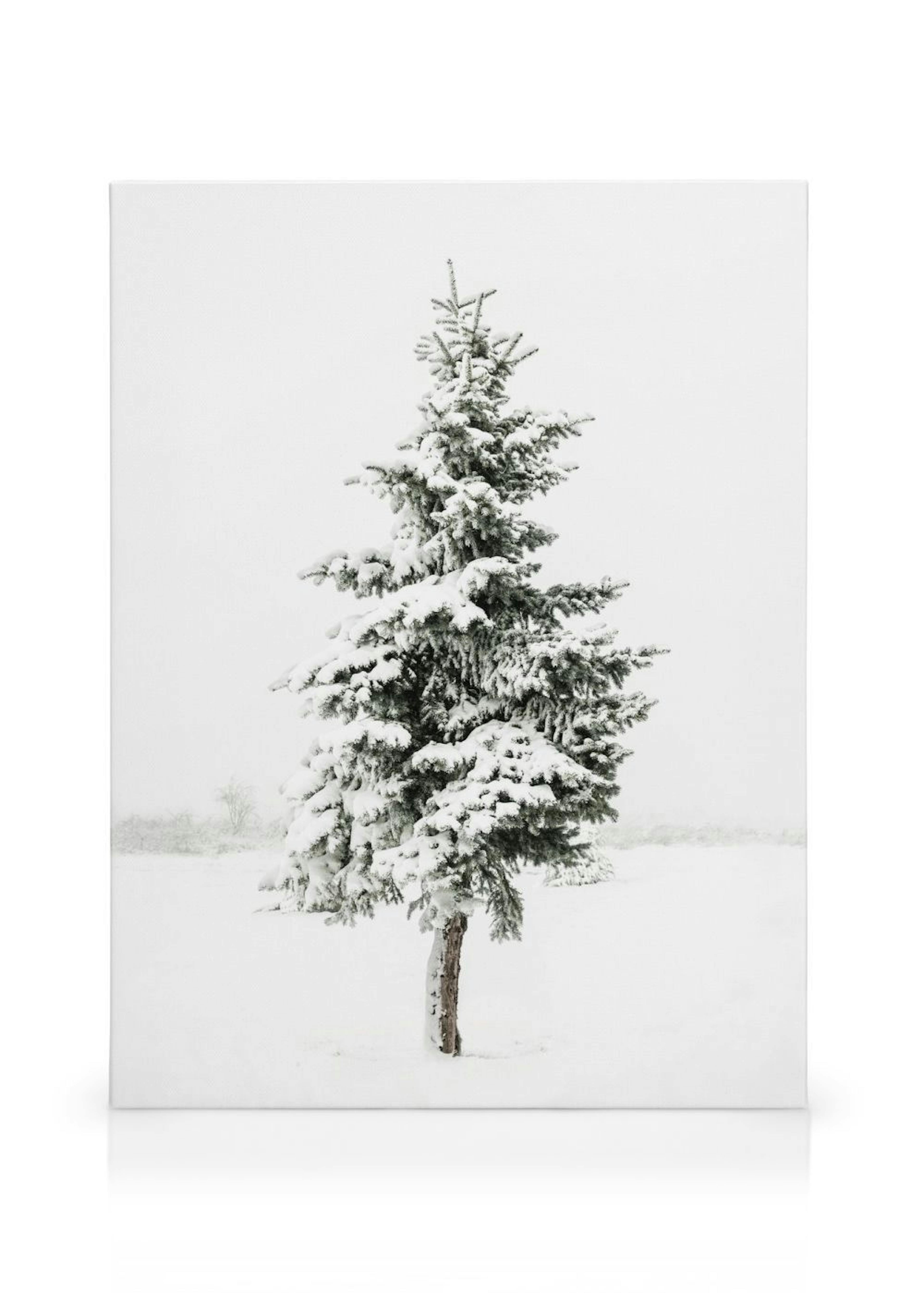 Snowy Spruce Toile thumbnail