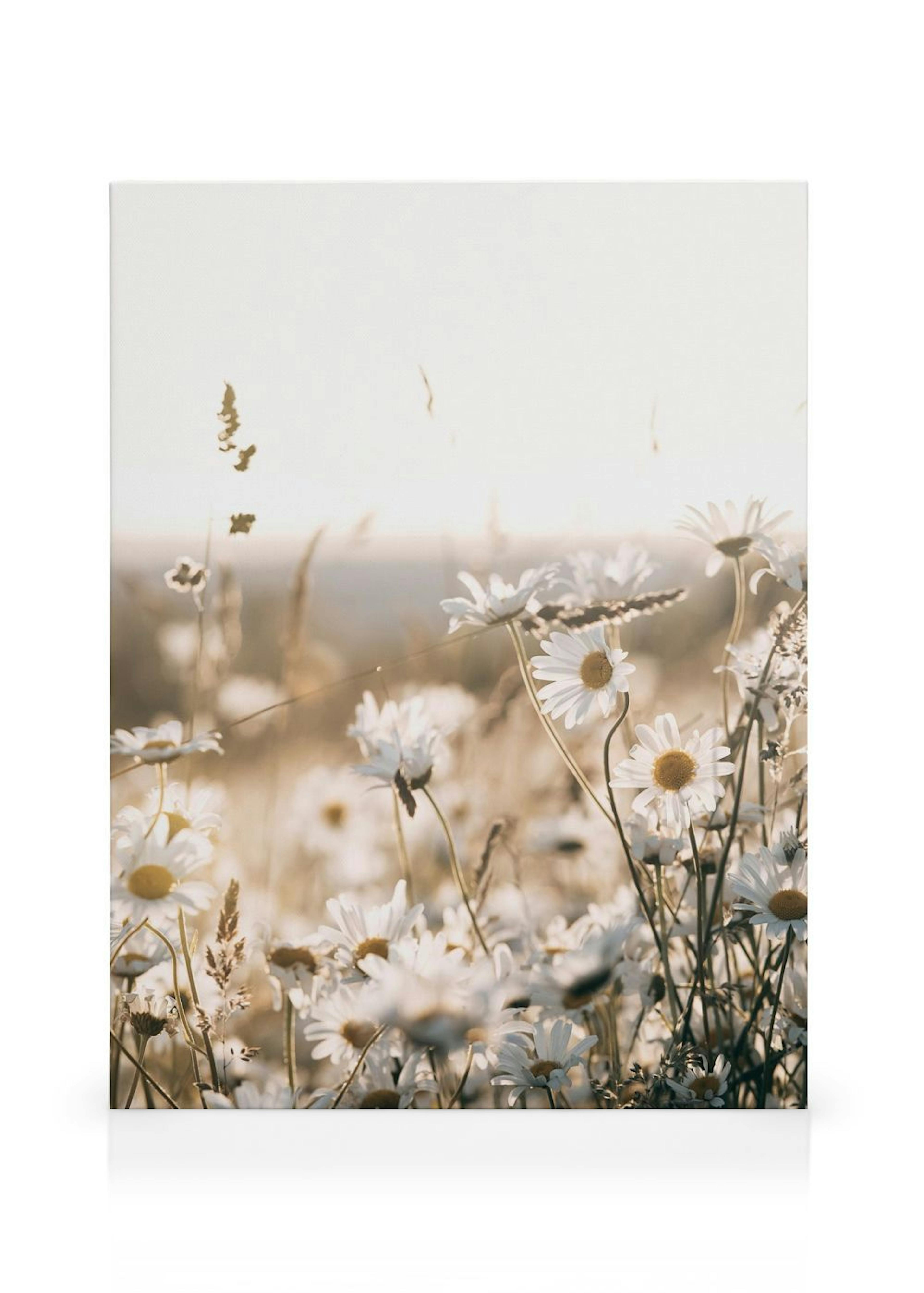 Champ de Marguerites Toile thumbnail