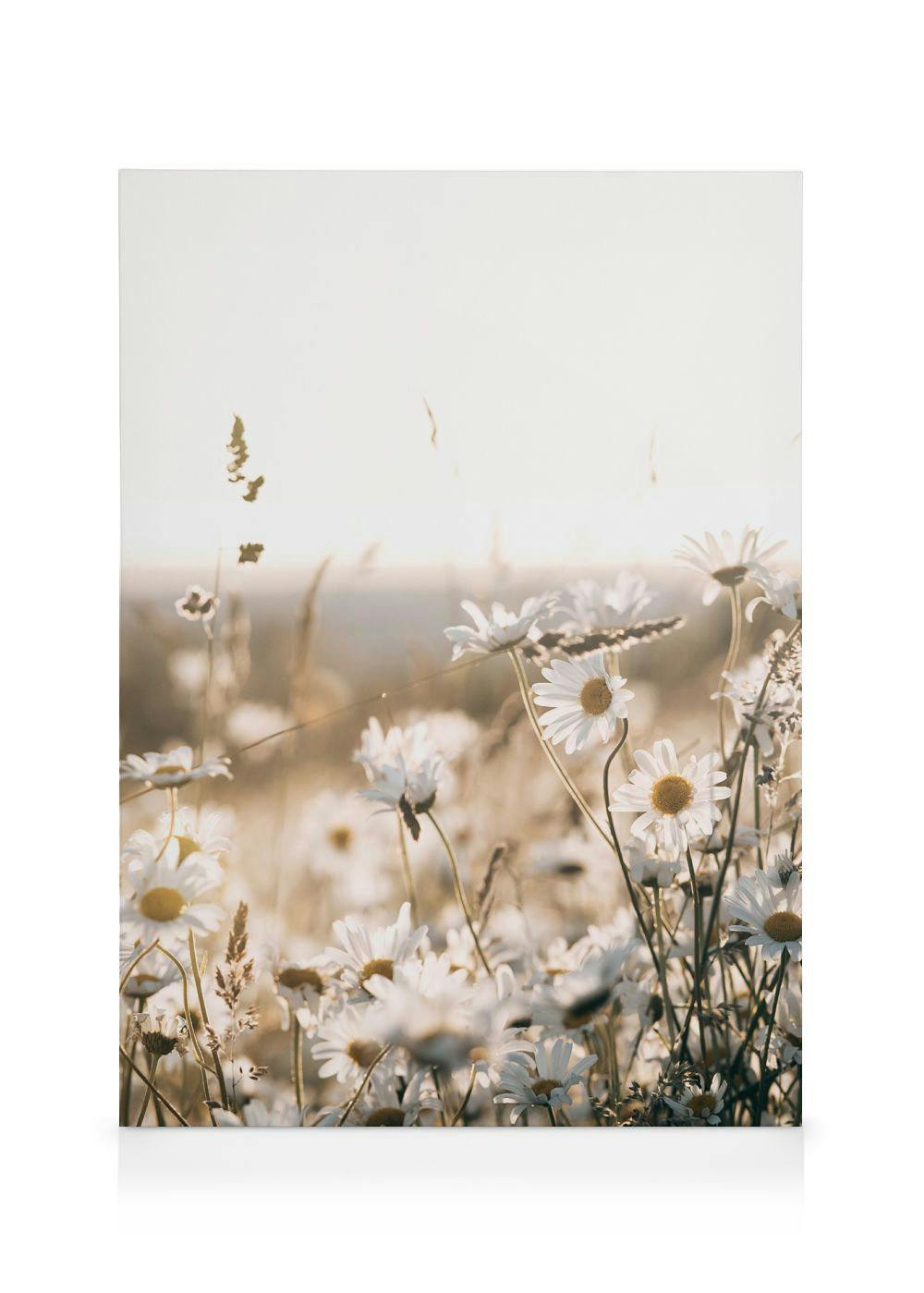 A canvas showing a sunlit field of white daisies with yellow centers and tall grasses, in warm, soft tones.