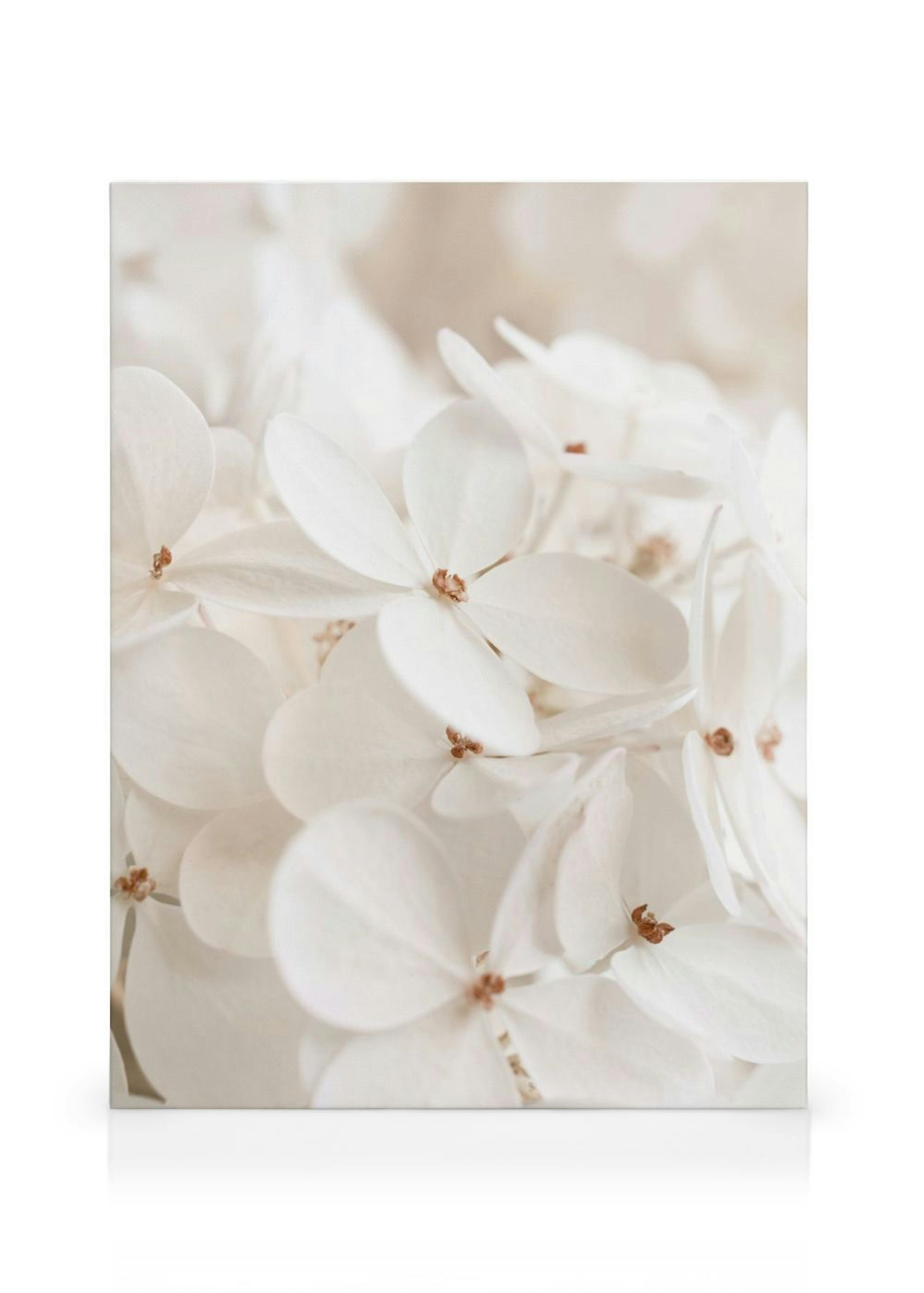 Soft White Bloom Canvas print thumbnail