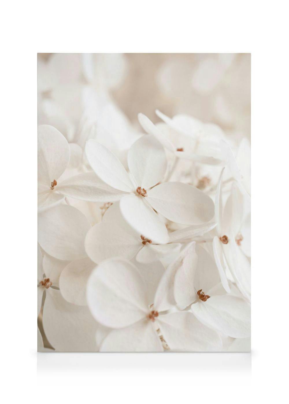 Et lerretsbilde av hvite hortensiablomster med brune sentre, i et nærbilde med mykt fokus.