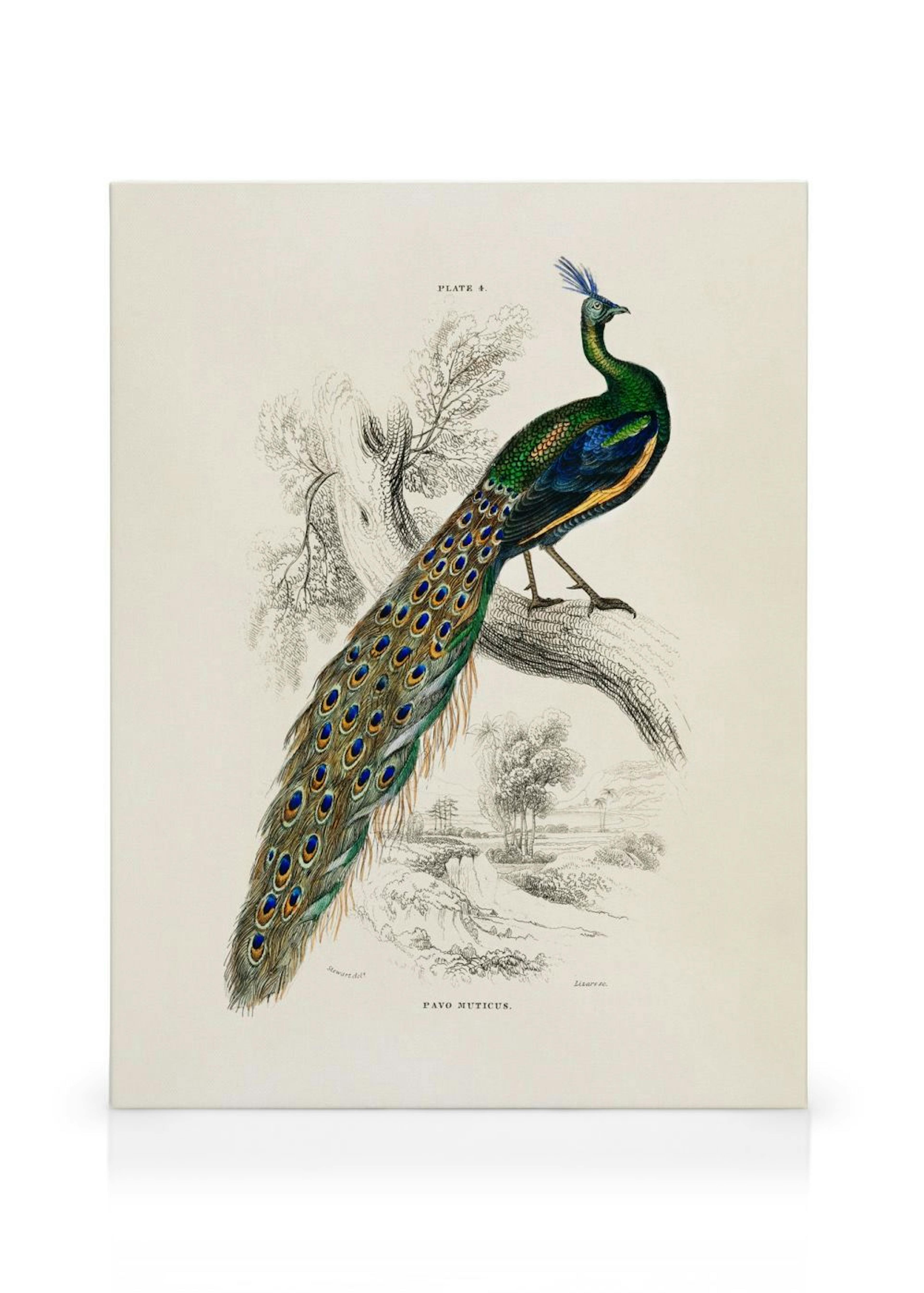Peafowl Portrait Toile thumbnail