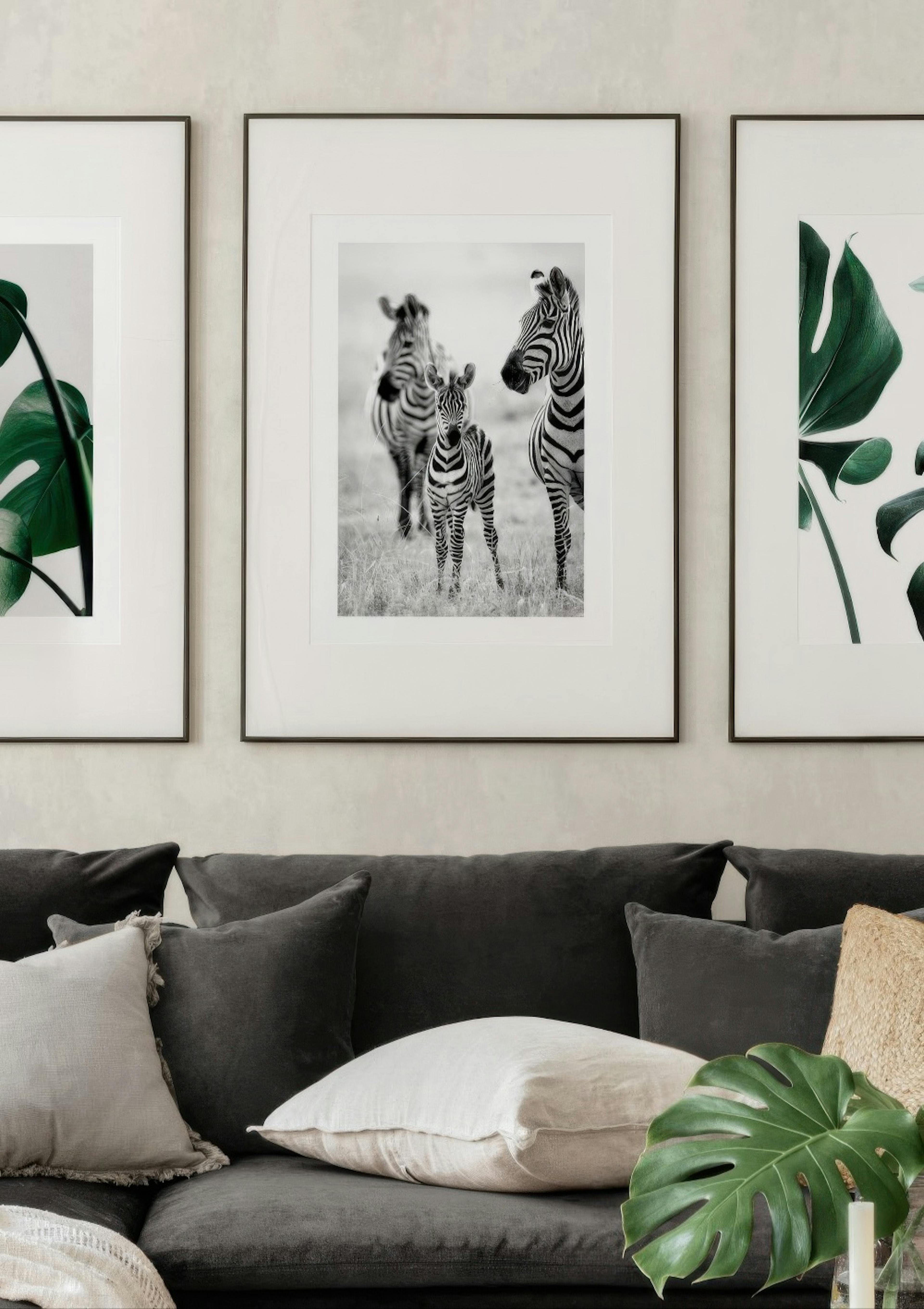 Zebra Family Poster thumbnail