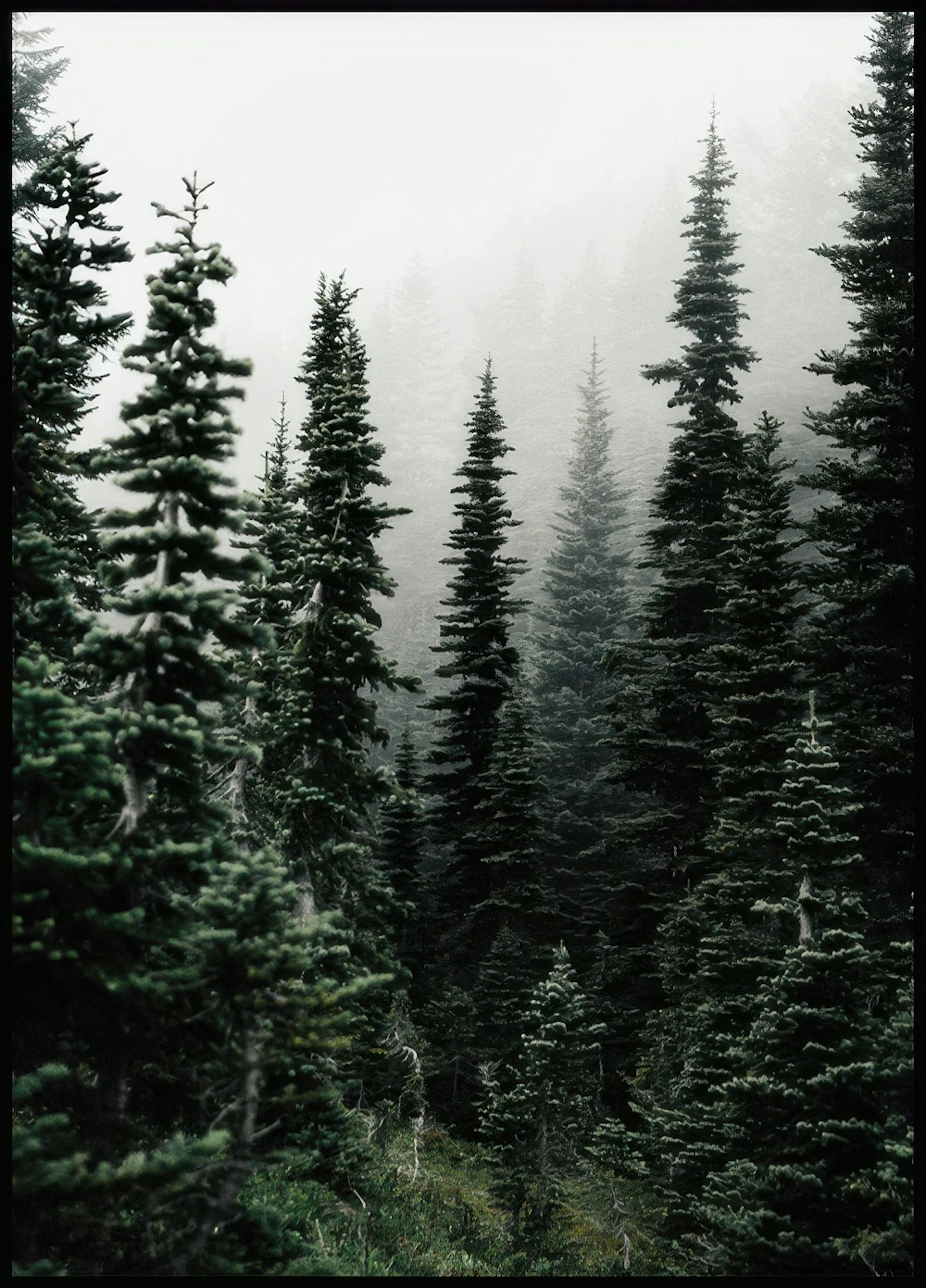 Foresta Poster thumbnail