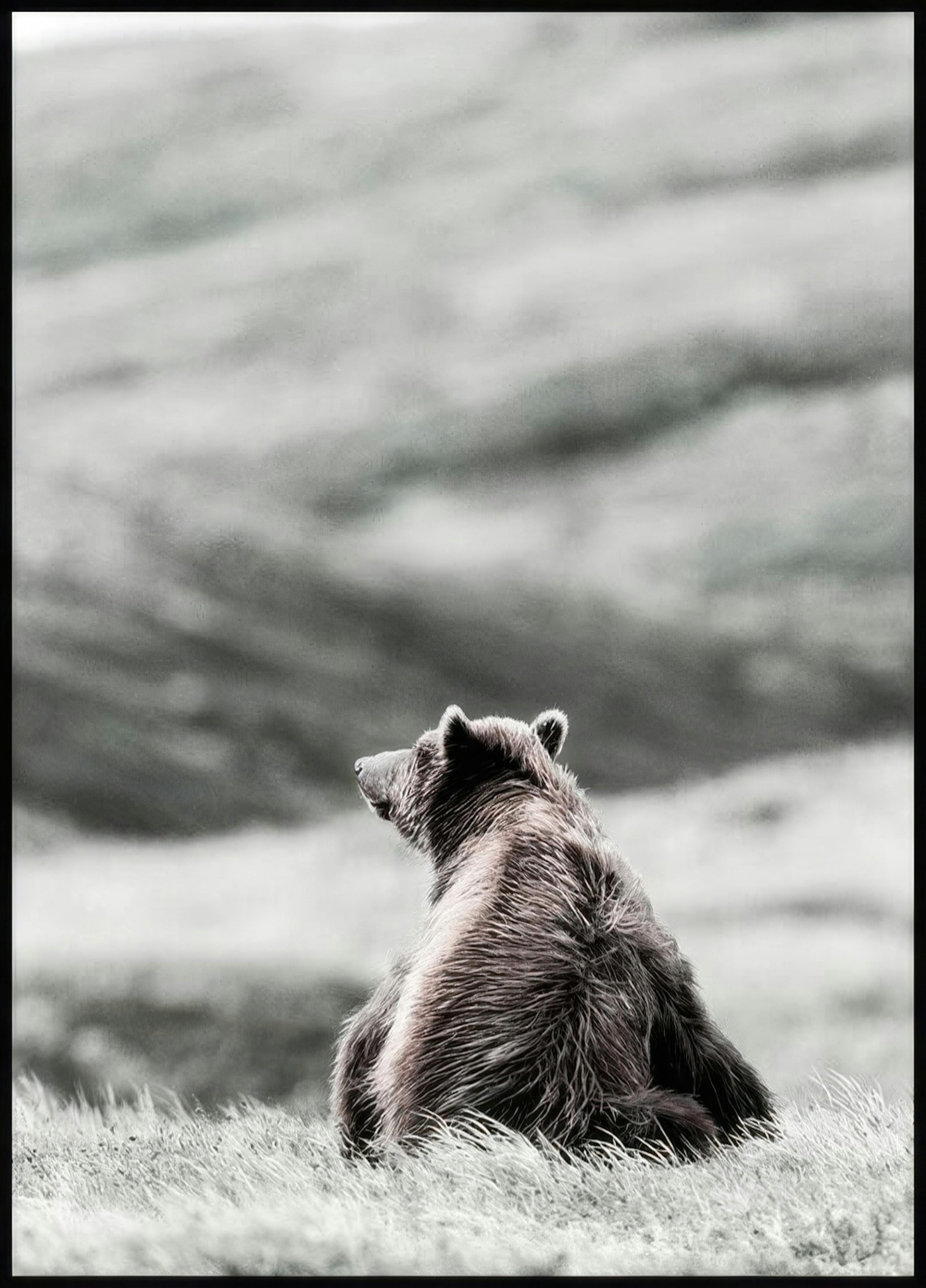 Brown Bear. Affiche thumbnail