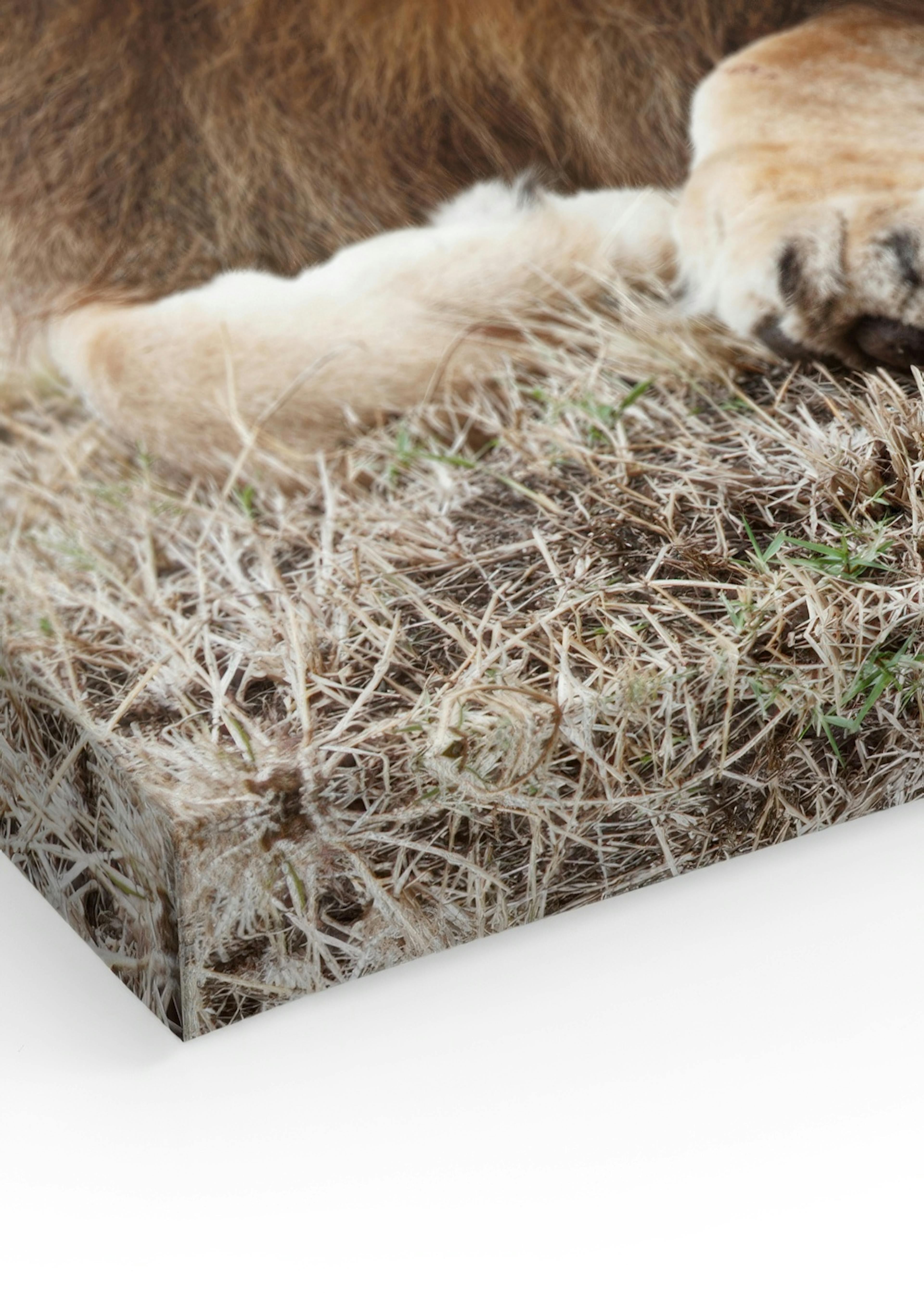 Lion Brothers Canvas print thumbnail