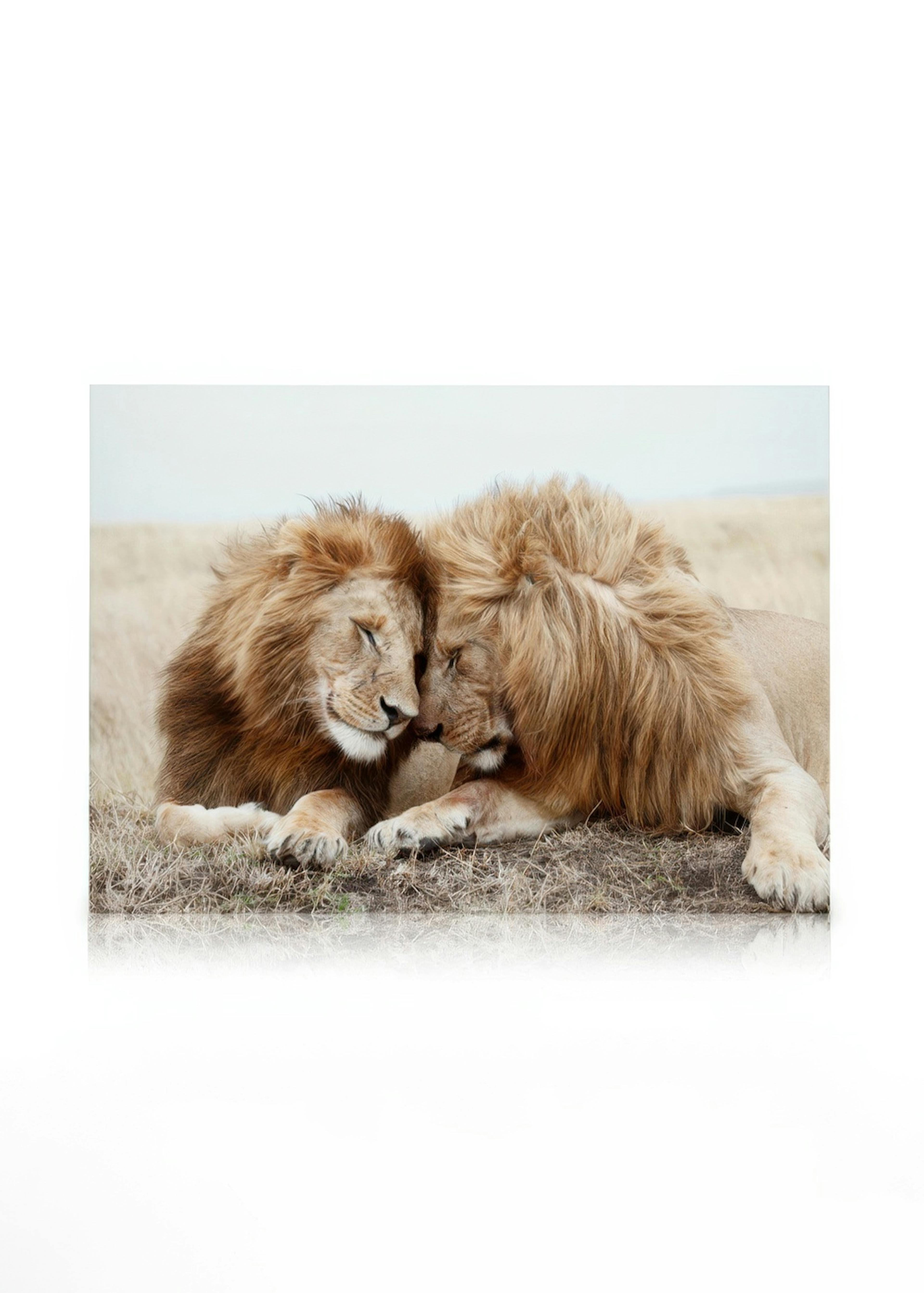 Lion Brothers Stampa su tela 0