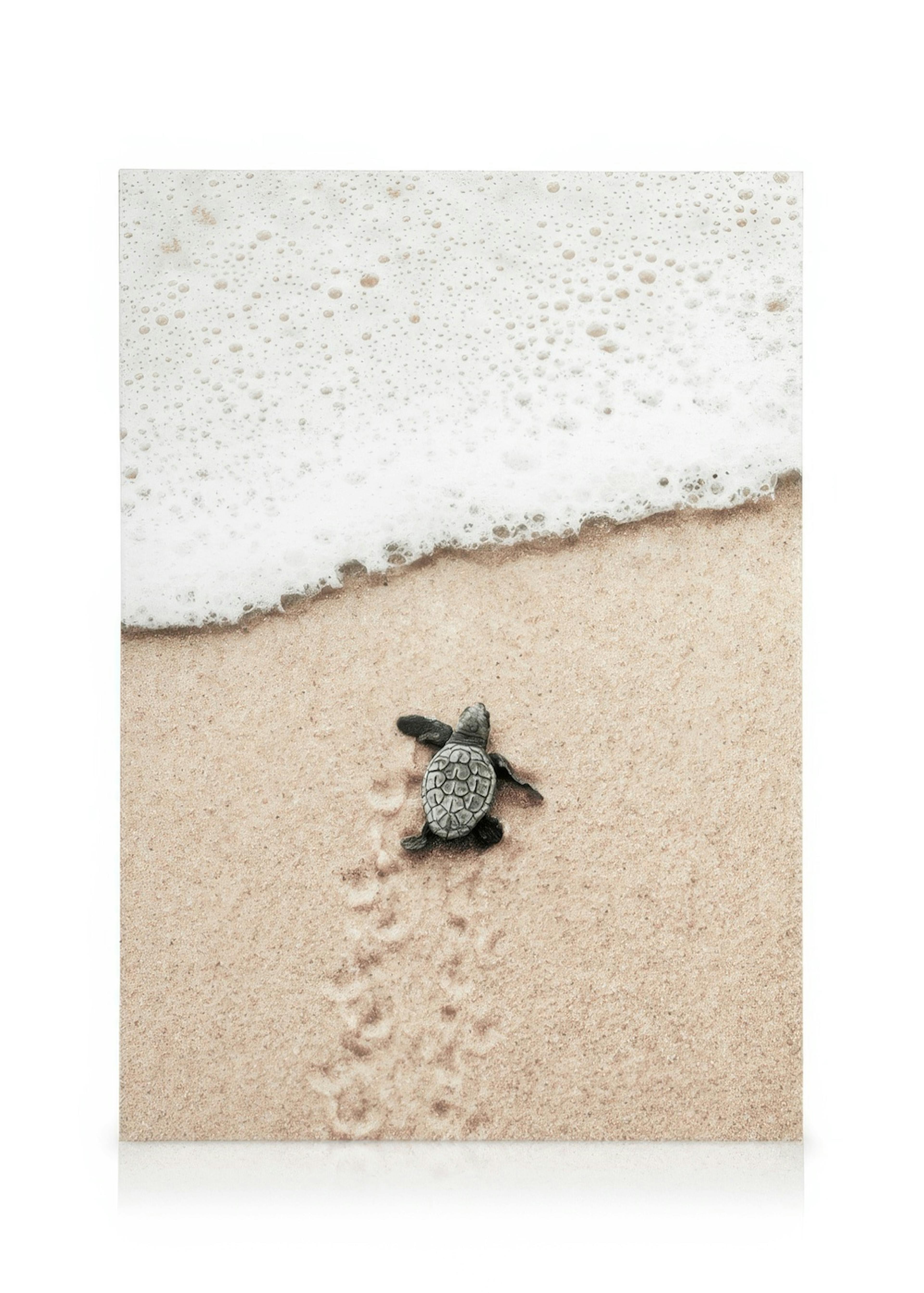 Petite Tortue Plage Toile 0